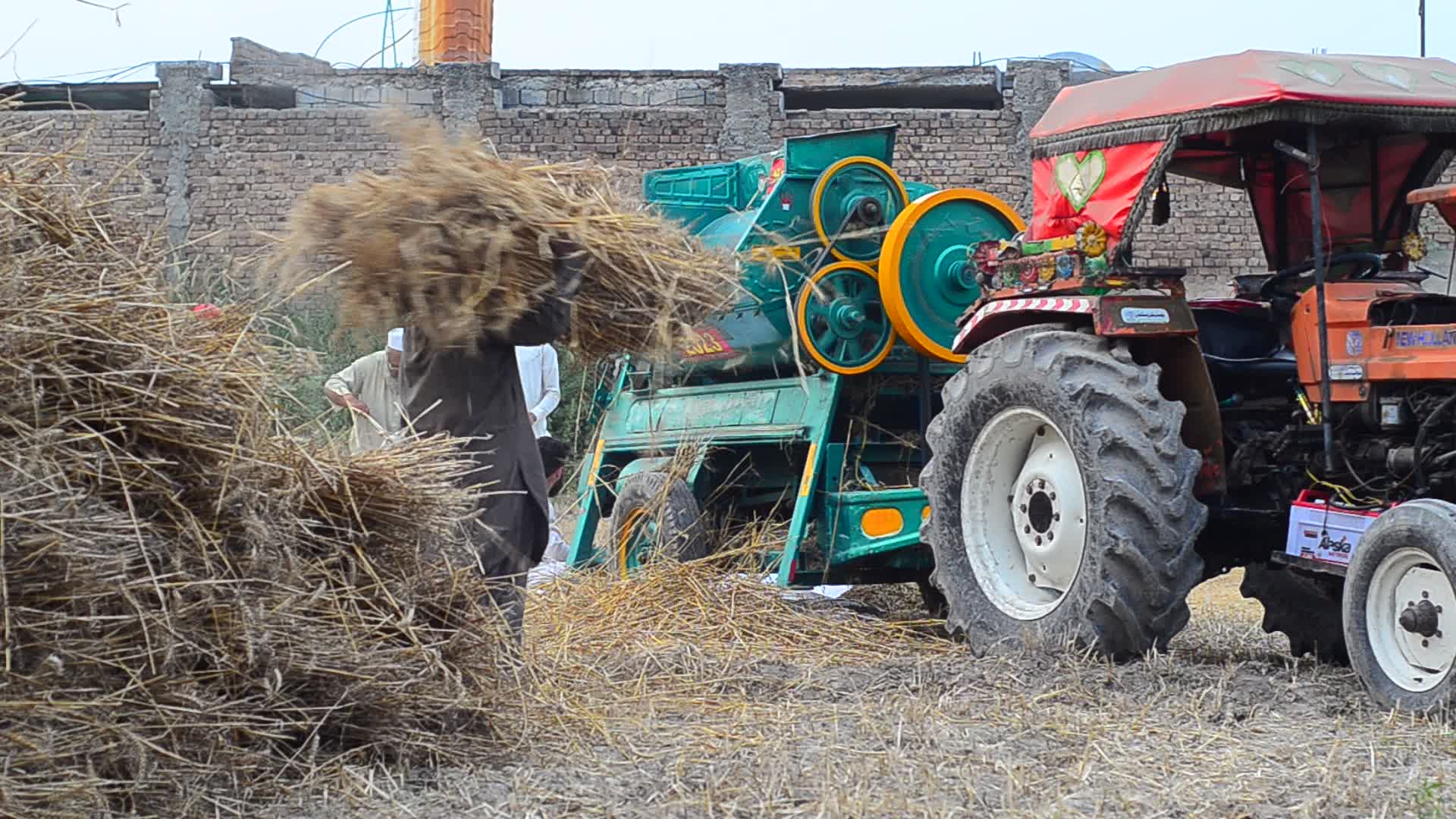Pakistani farmer threshes wheat after harvest in rural Pakistan
