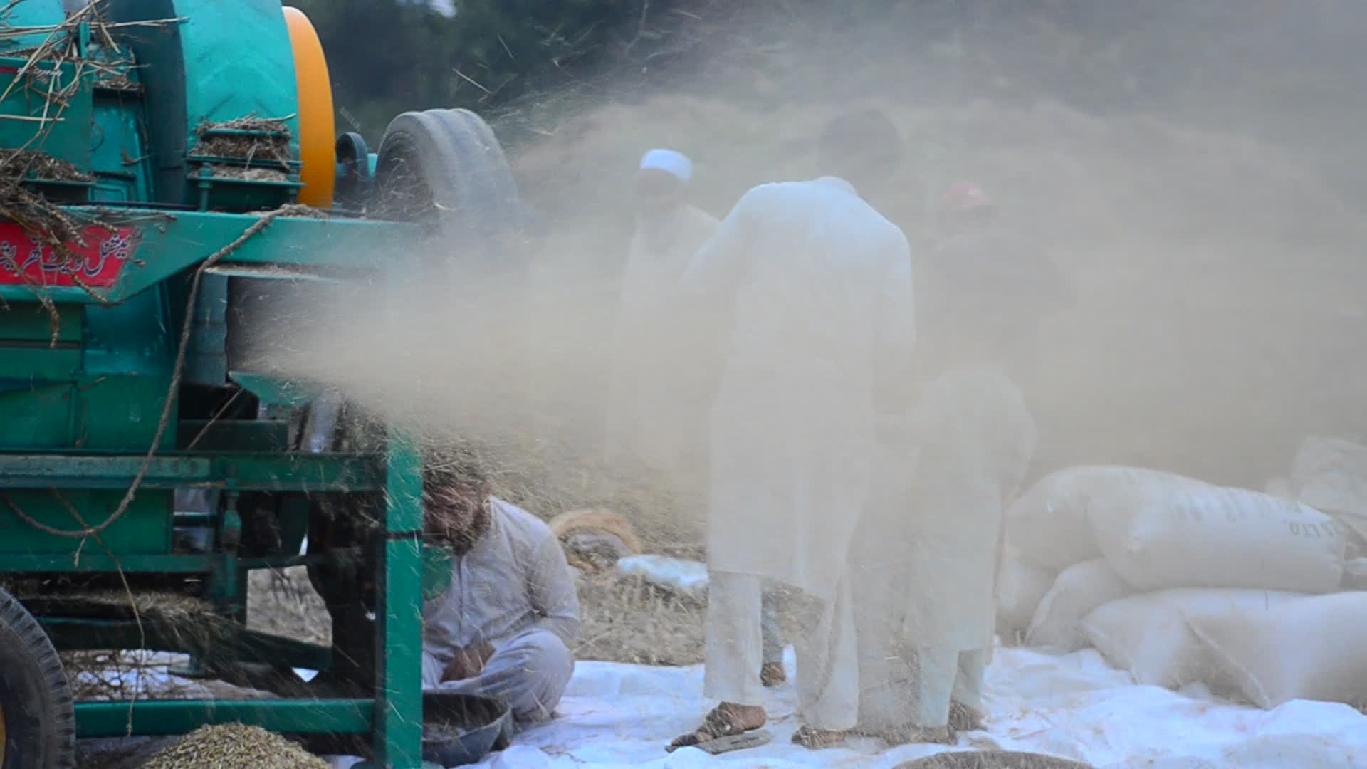 Pakistani farmer threshes wheat after harvest in rural Pakistan