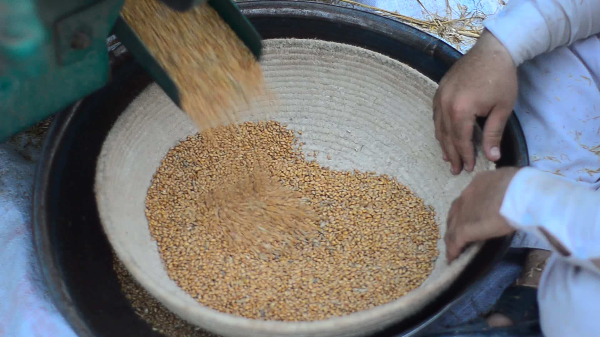 Pakistani farmer threshes wheat after harvest in rural Pakistan
