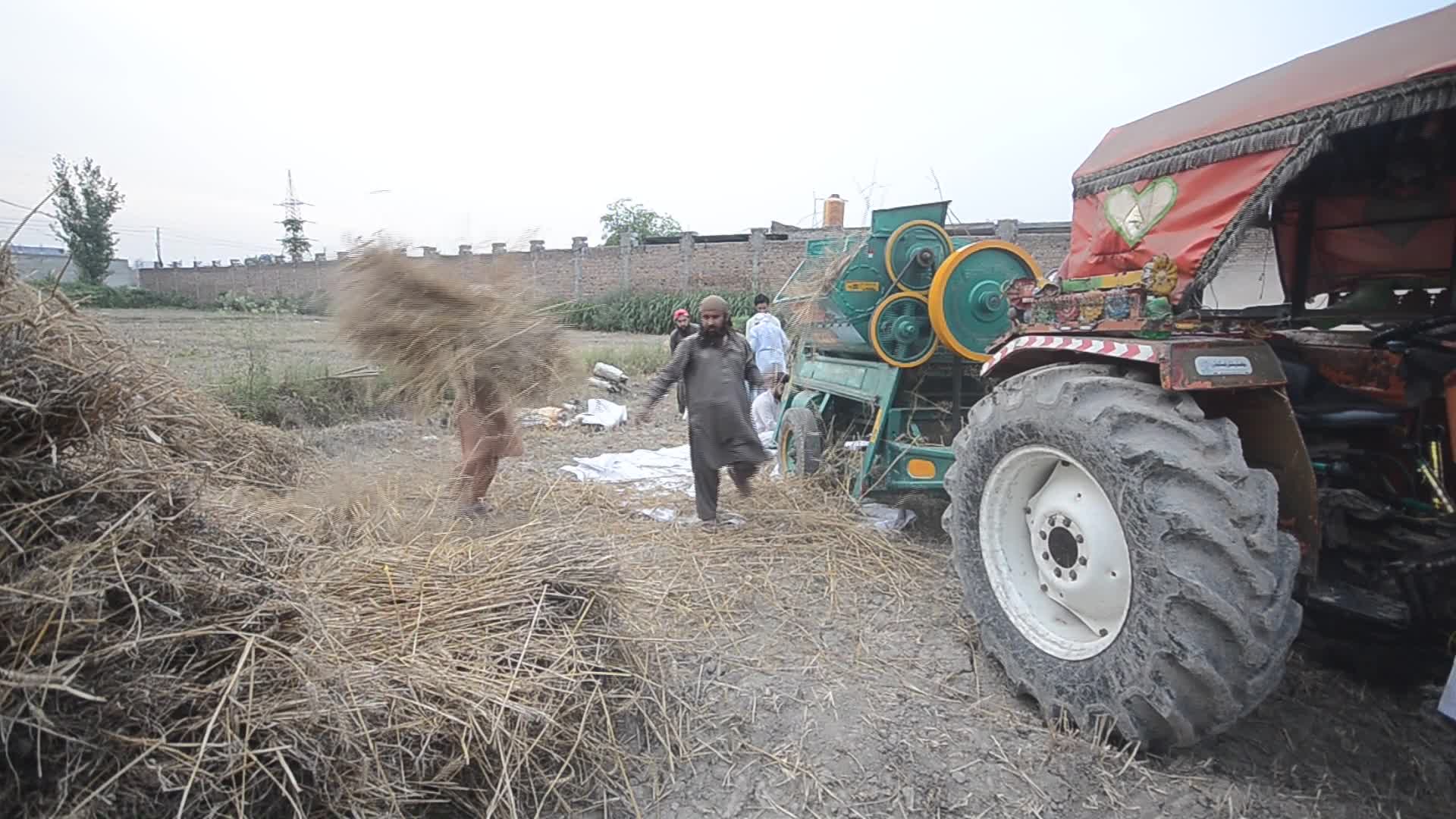 Pakistani farmer threshes wheat after harvest in rural Pakistan - 05/14/2026