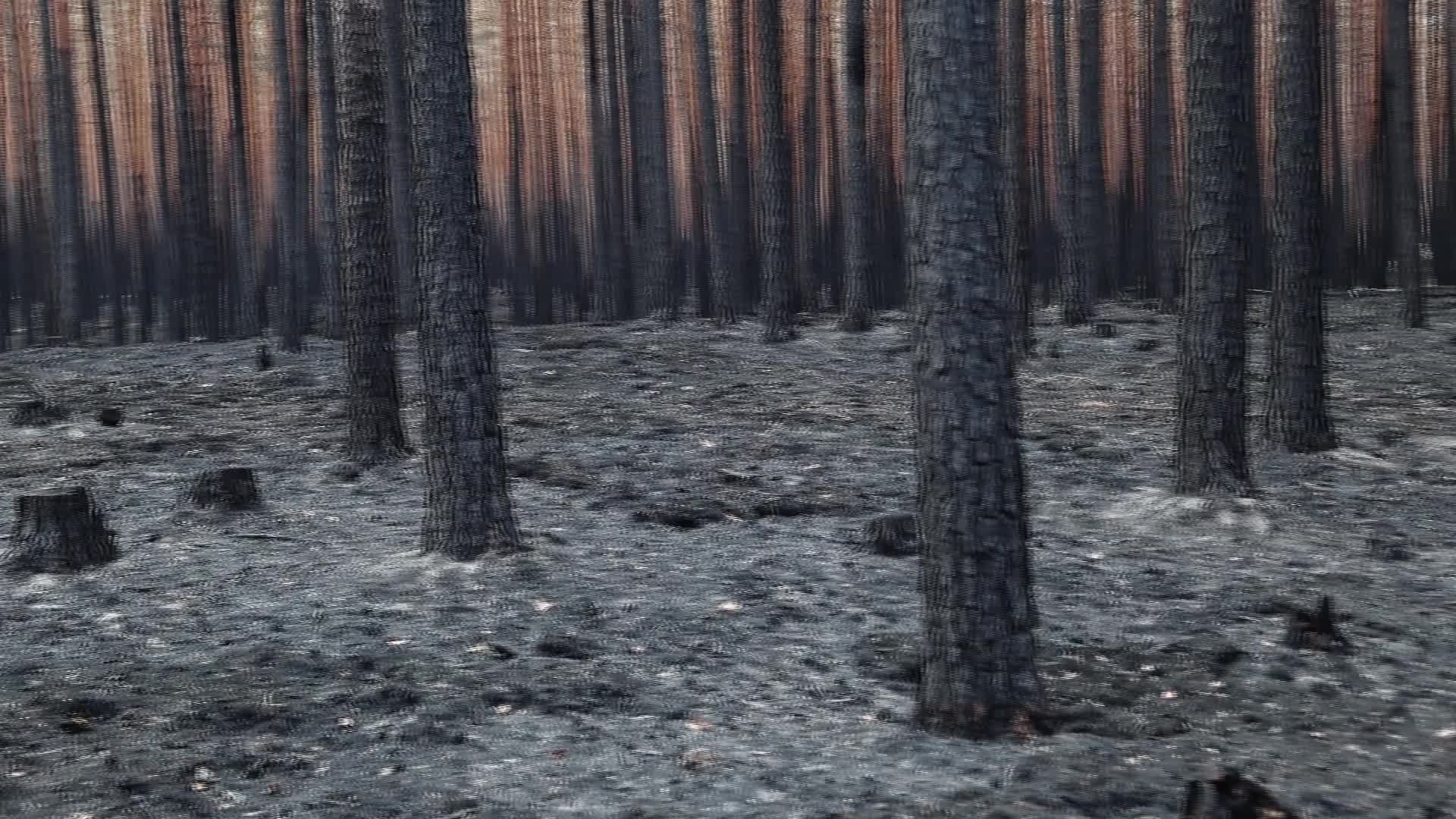 Burnt Forest of Puszcza Solska - 05/14/2026