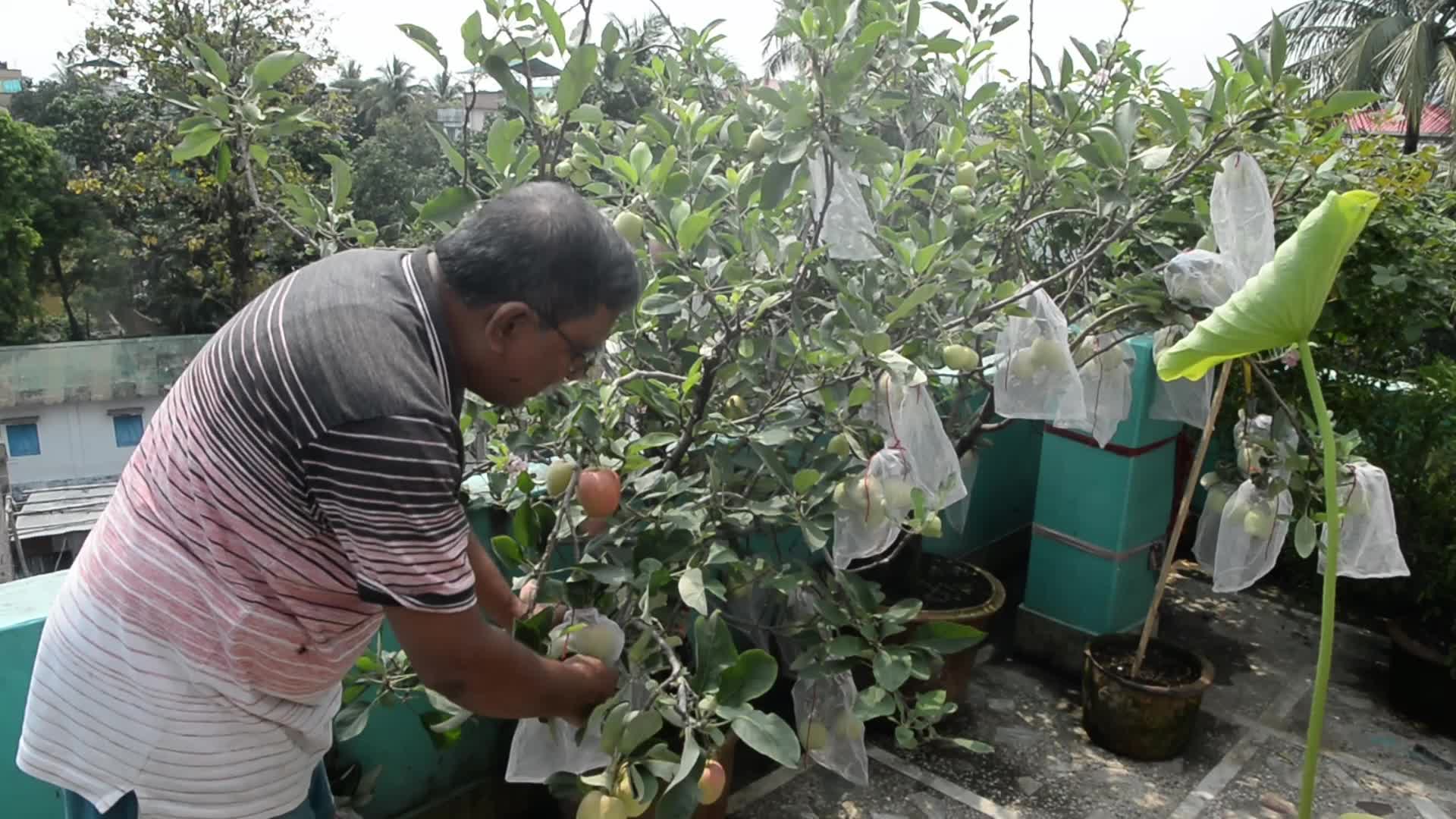 Apple in Rooftop Garden