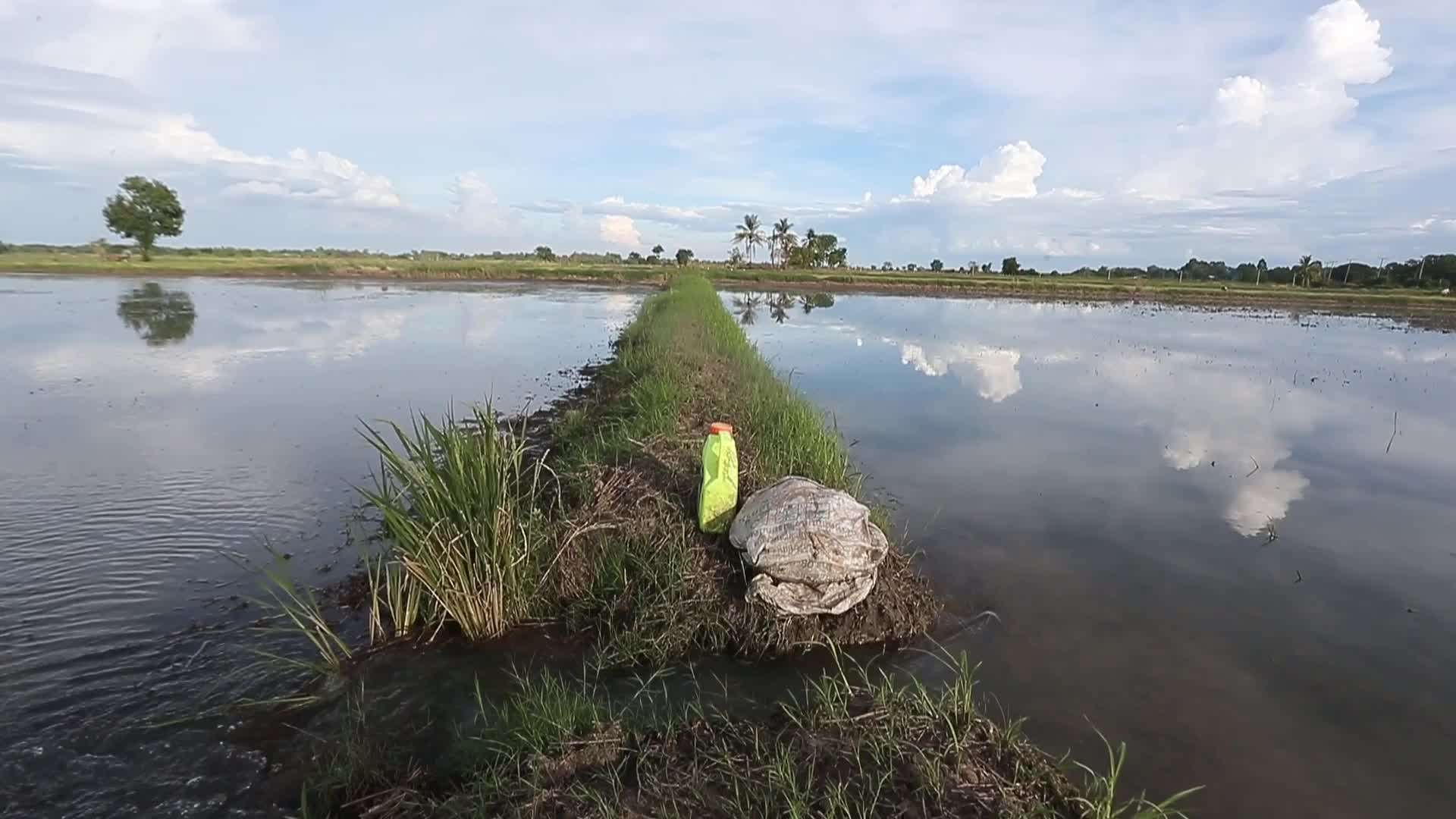 A farmer clear rice field