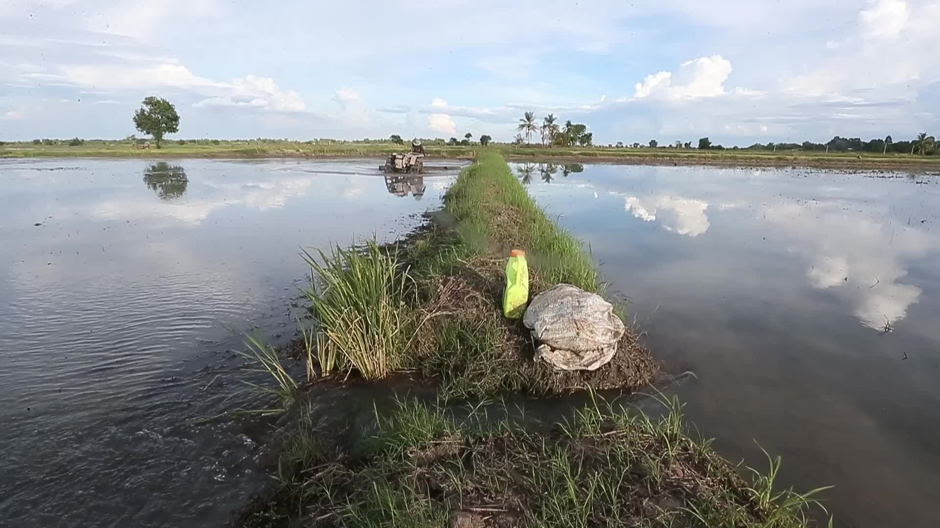 A farmer clear rice field