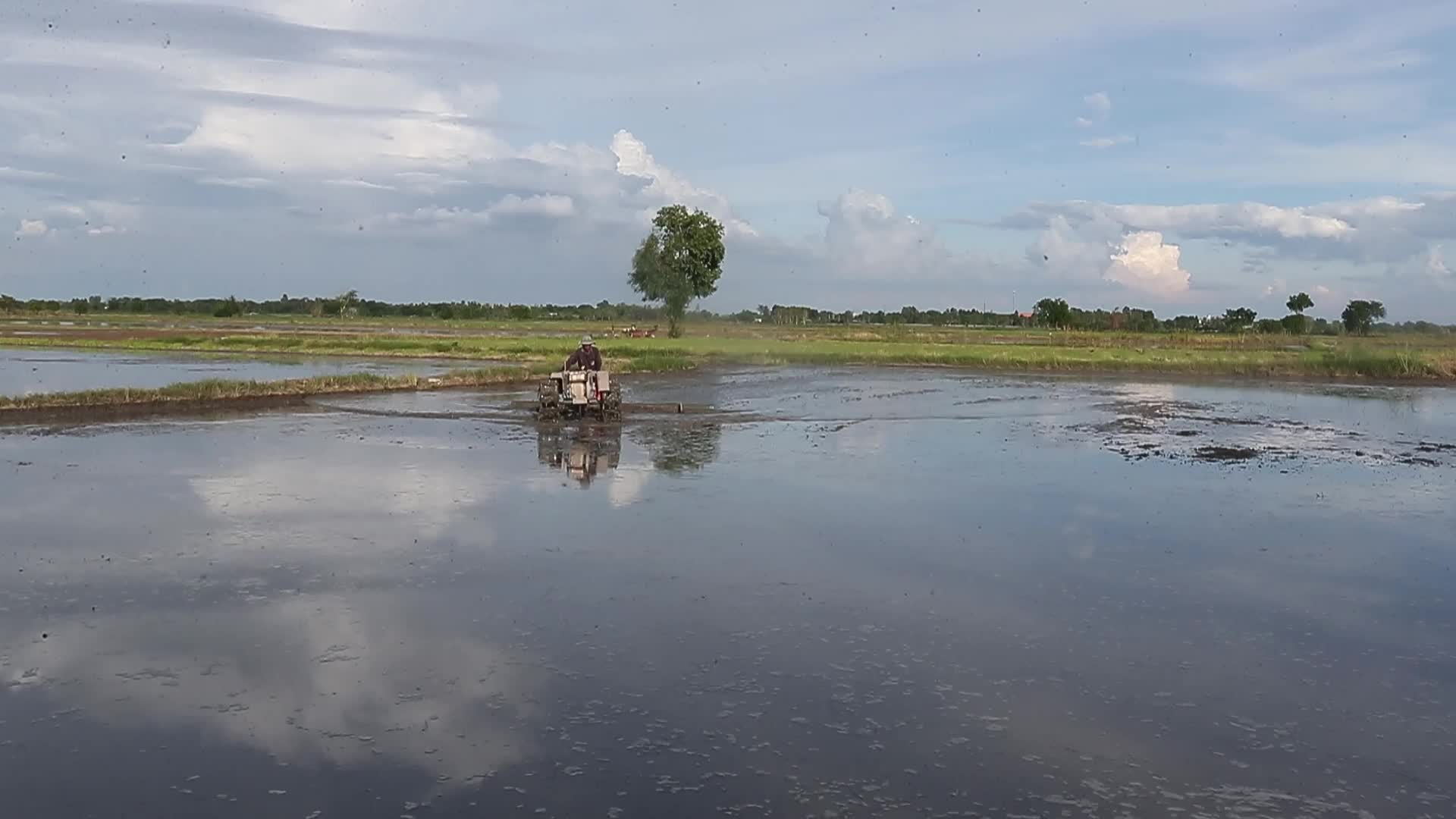 A farmer clear rice field