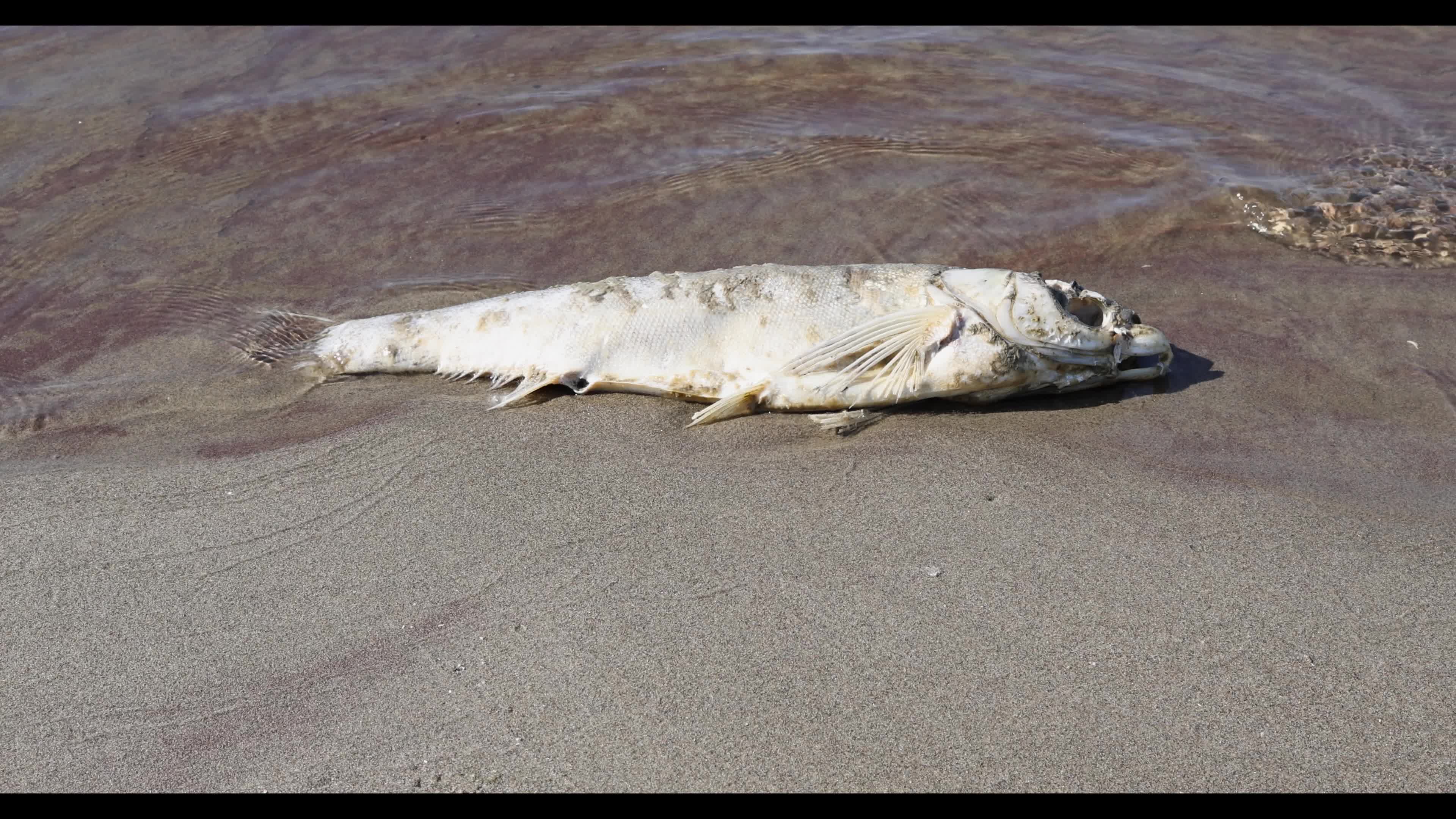 Dead fish