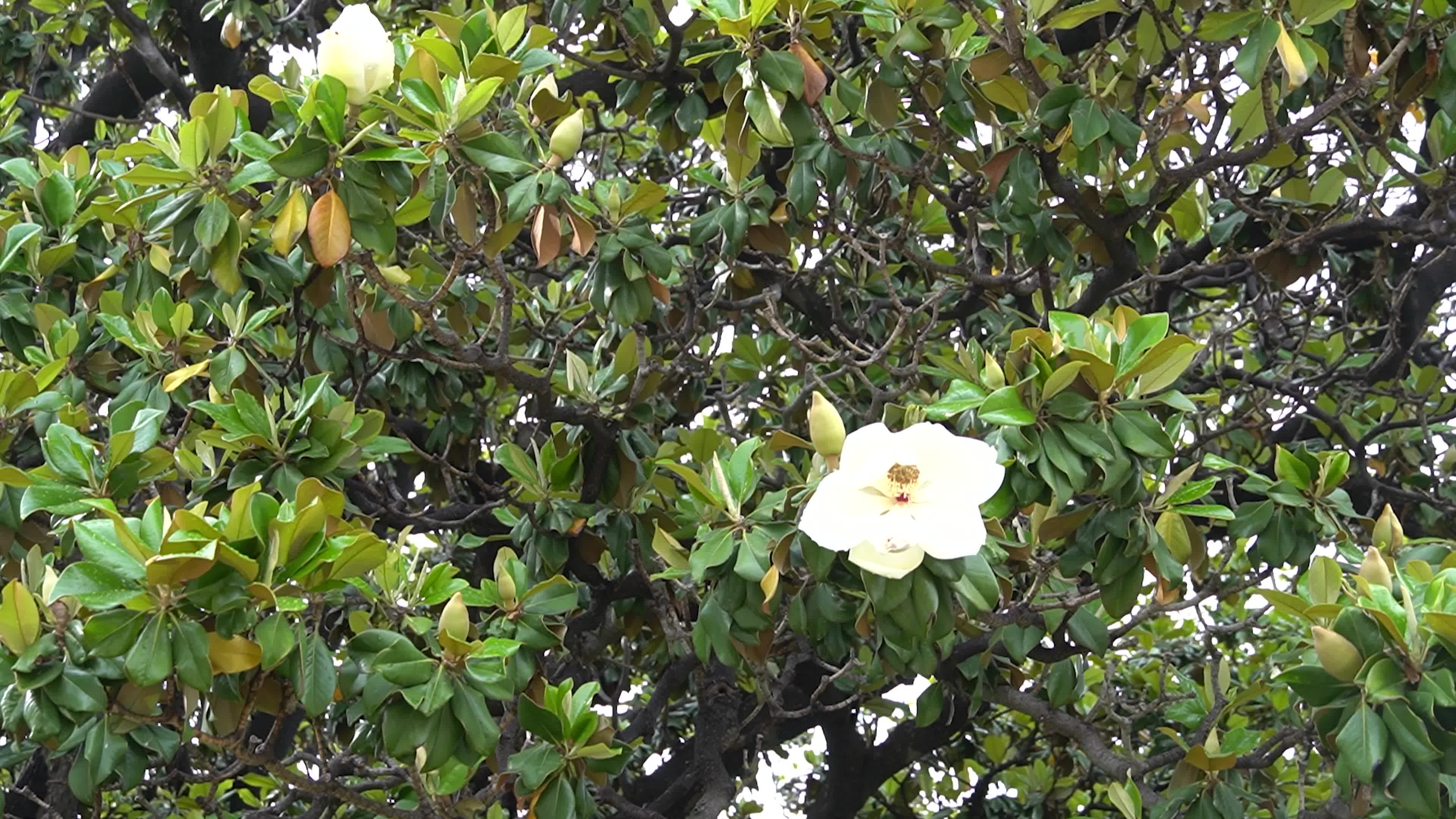 Spring season in Izmir, Turkey