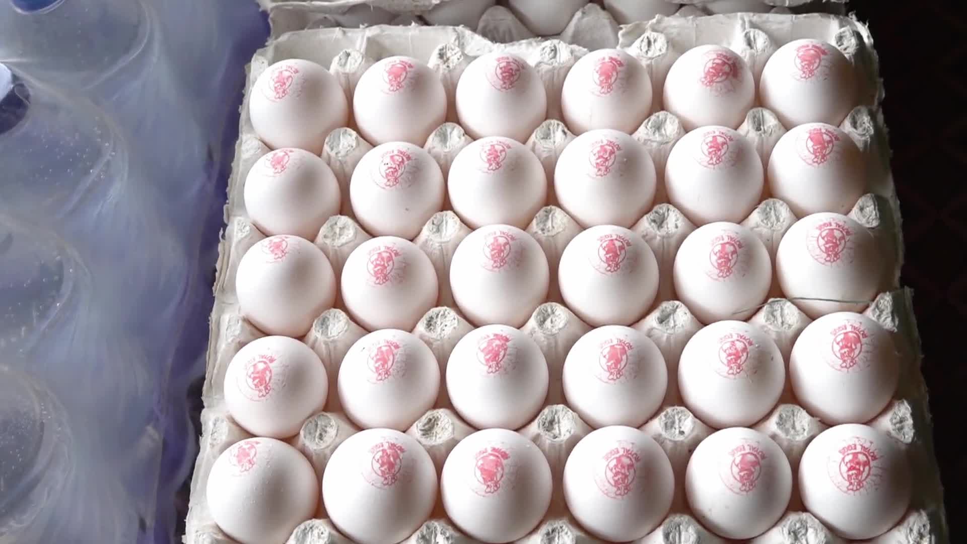 Egg Sellers In India