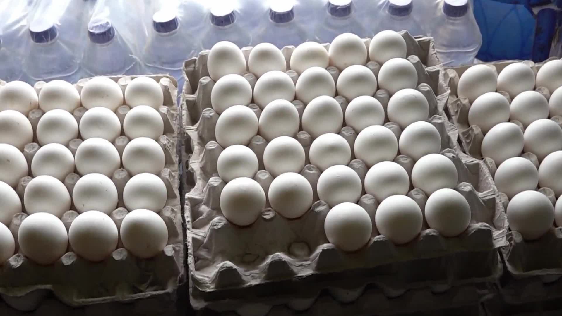 Egg Sellers In India