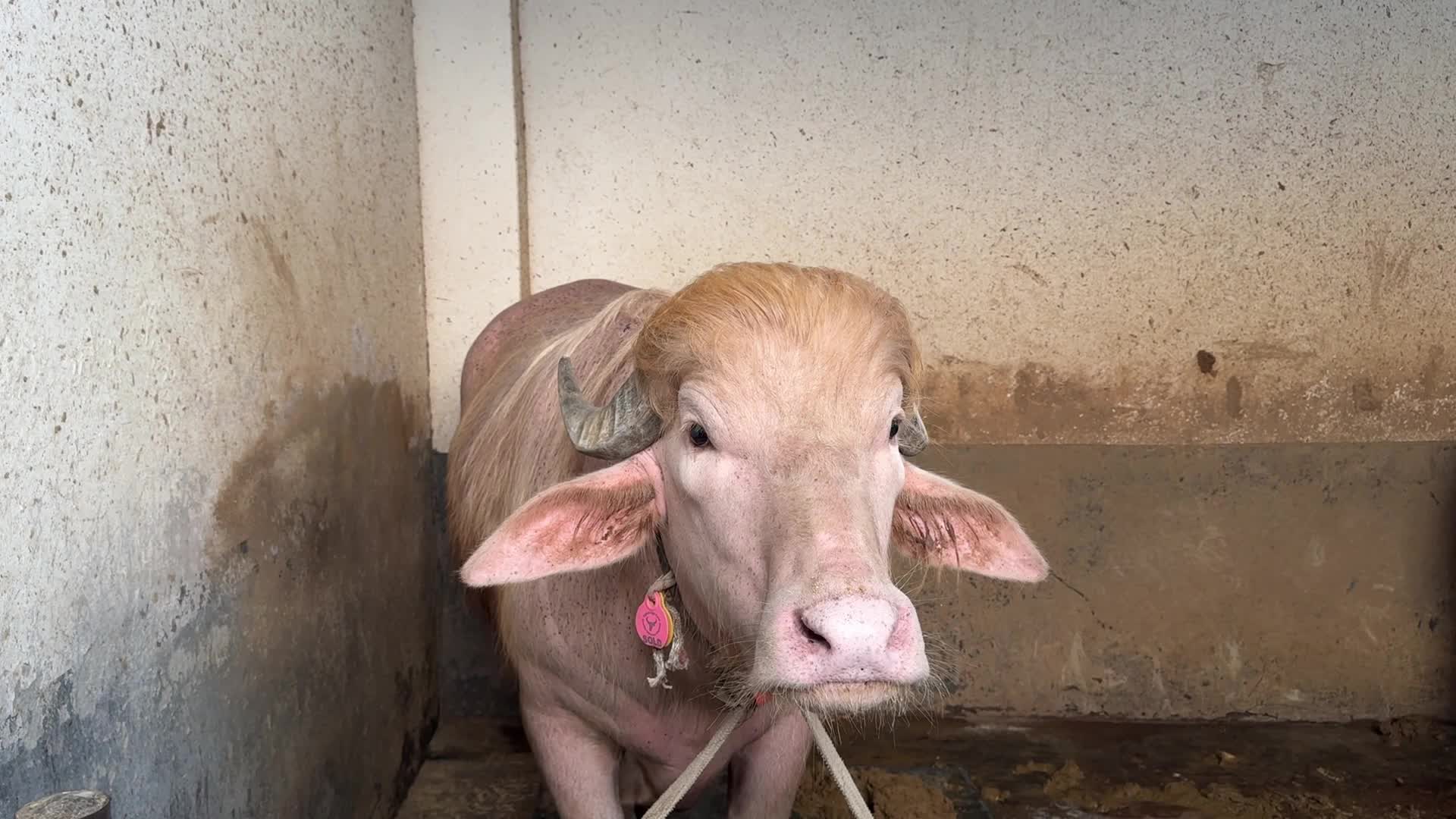 Bangladesh’s famous buffalo named ‘Donald Trump’ set for Eid sacrifice