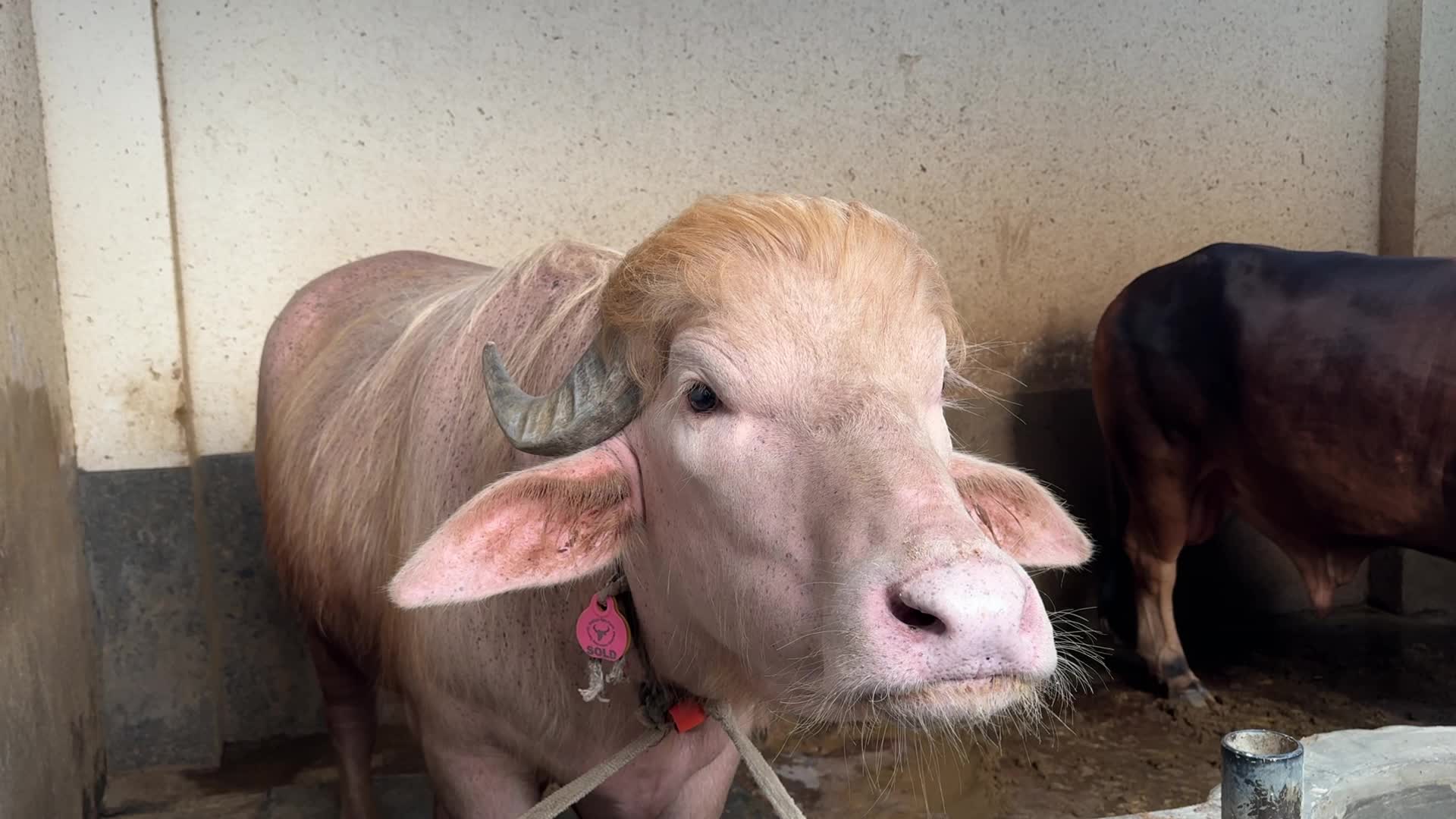 Bangladesh’s famous buffalo named ‘Donald Trump’ set for Eid sacrifice