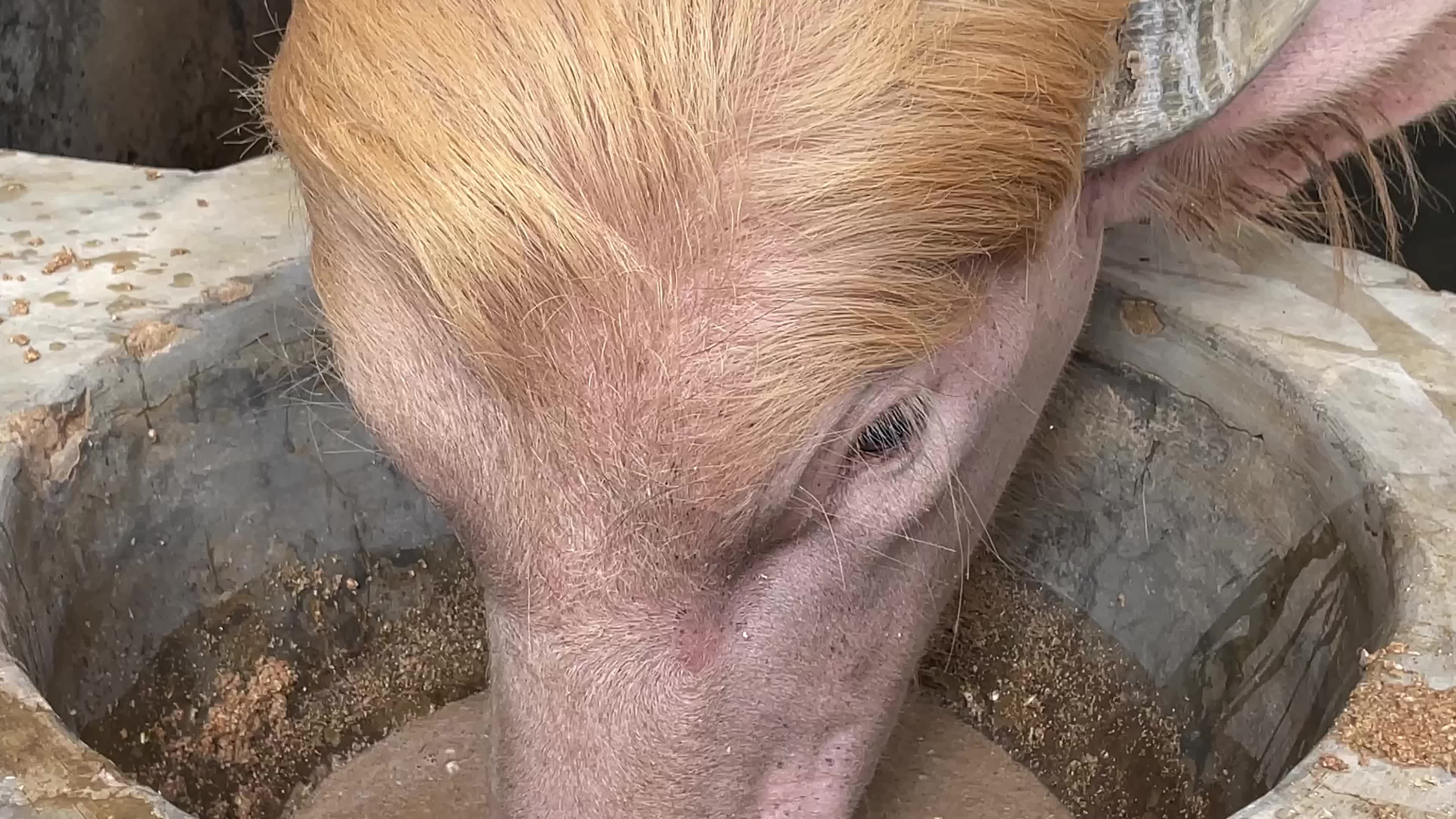Rare Albino Buffalo Draws Crowds Ahead Of Eid Al-Adha