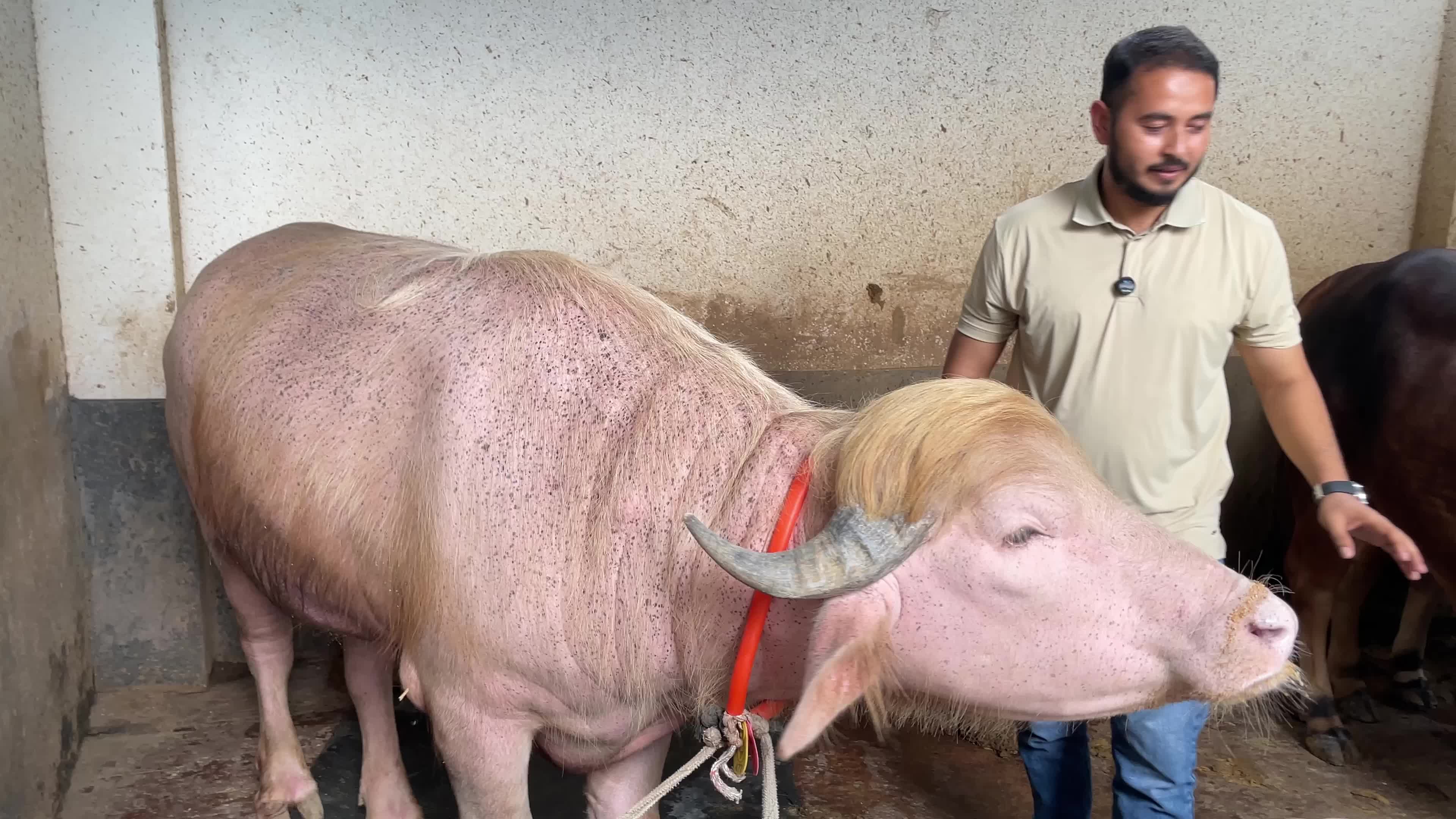 Rare Albino Buffalo Draws Crowds Ahead Of Eid Al-Adha