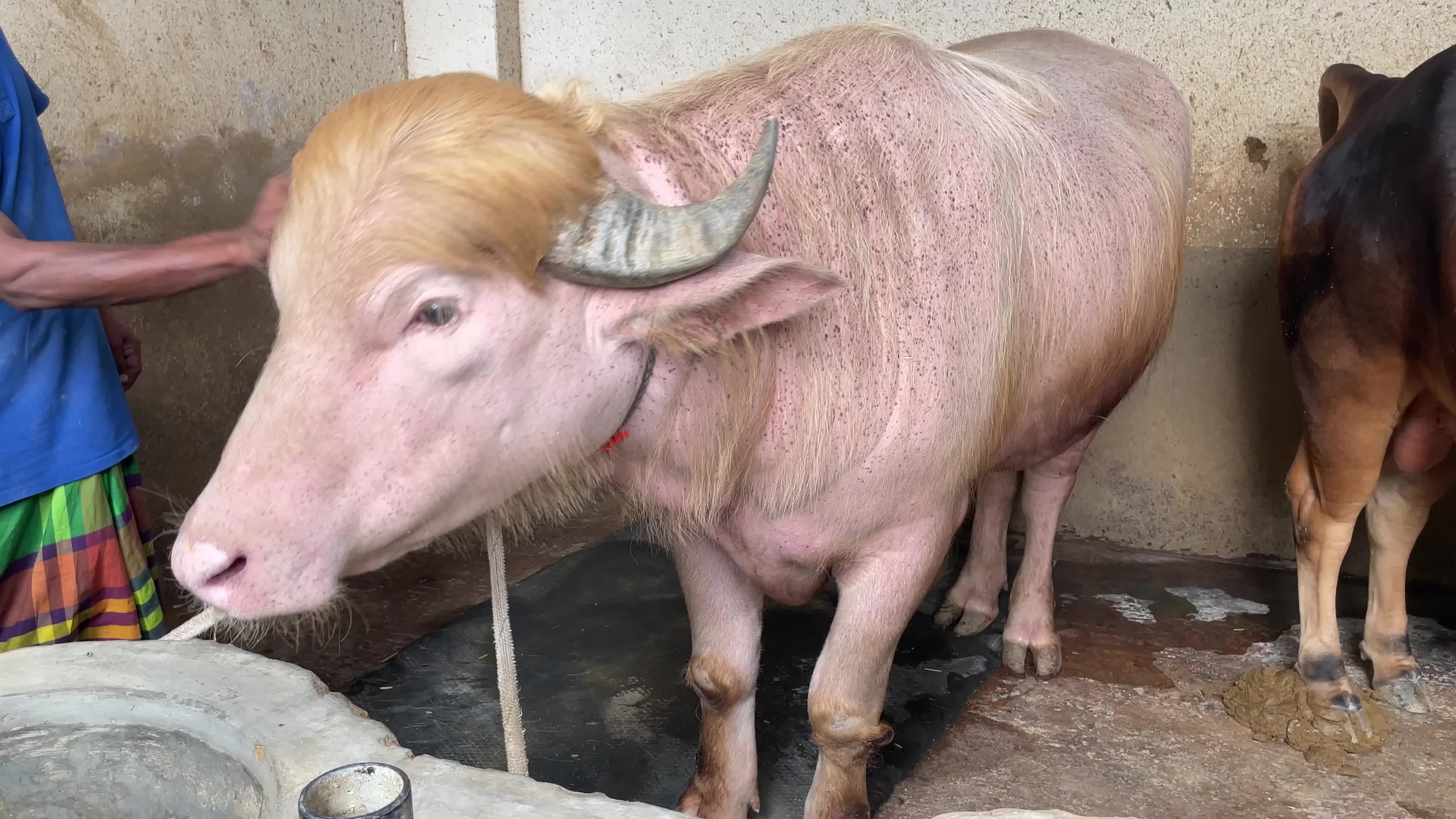 Rare Albino Buffalo Draws Crowds Ahead Of Eid Al-Adha
