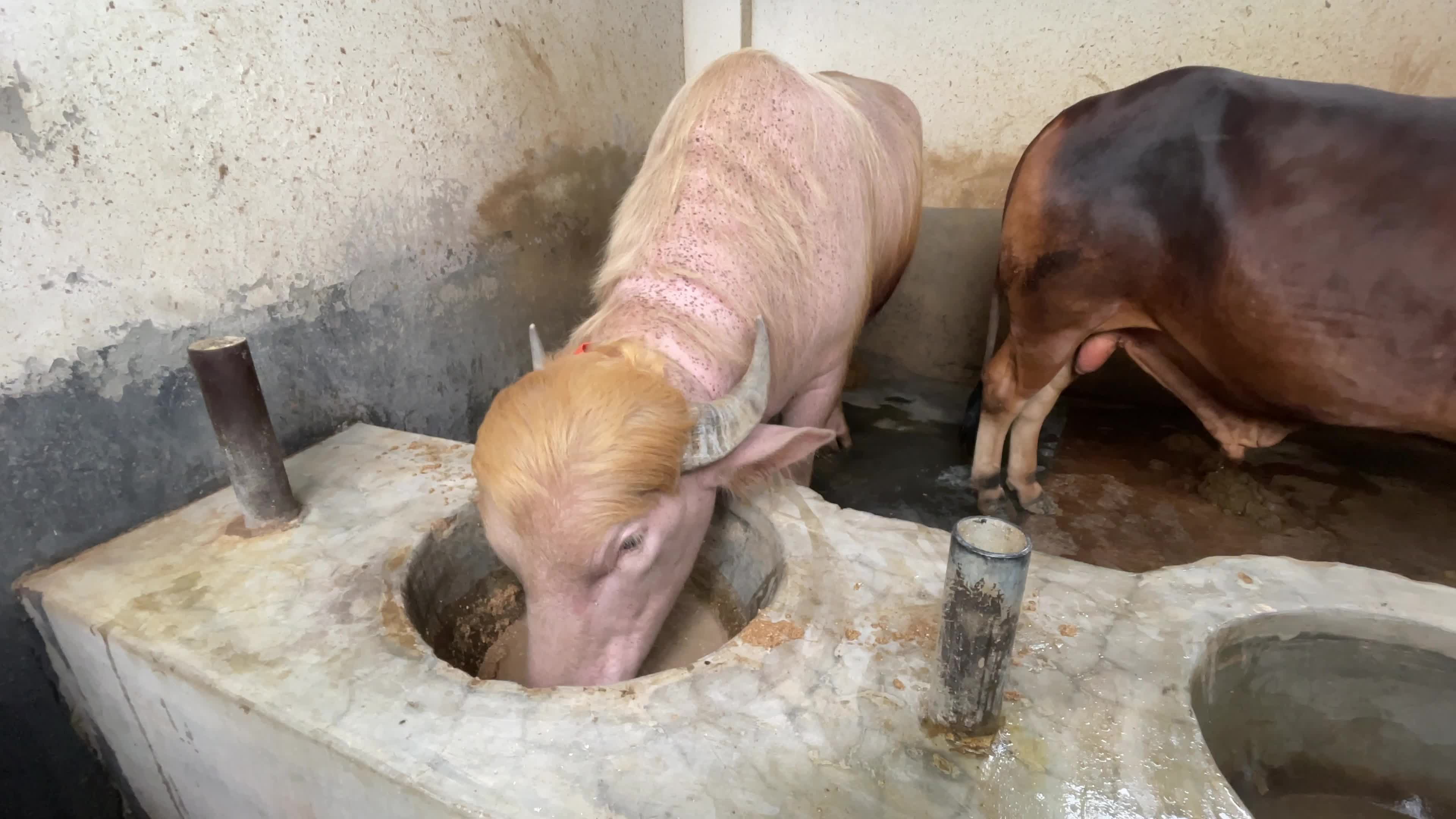 Rare Albino Buffalo Draws Crowds Ahead Of Eid Al-Adha