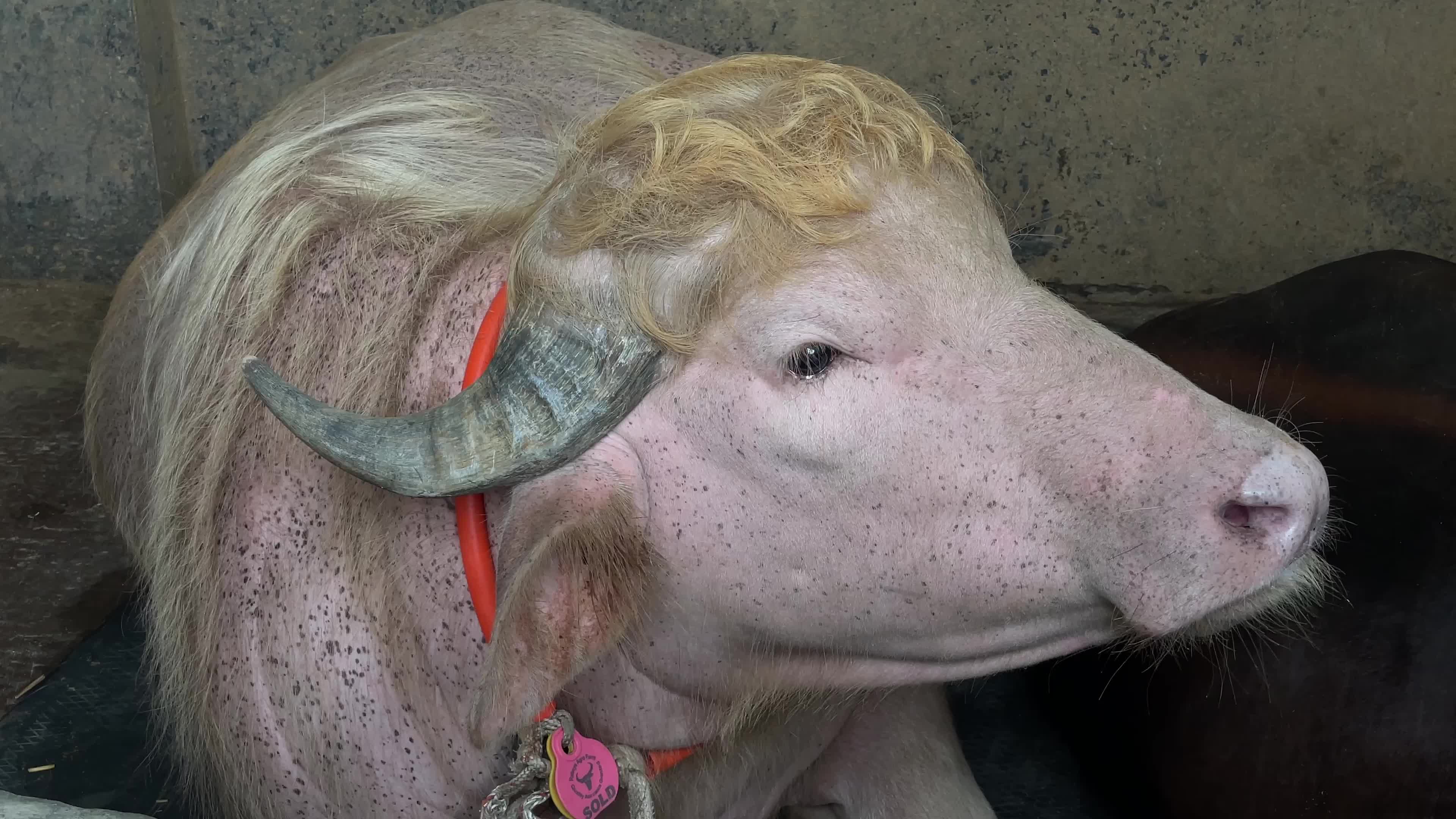 Rare Albino Buffalo Draws Crowds Ahead Of Eid Al-Adha