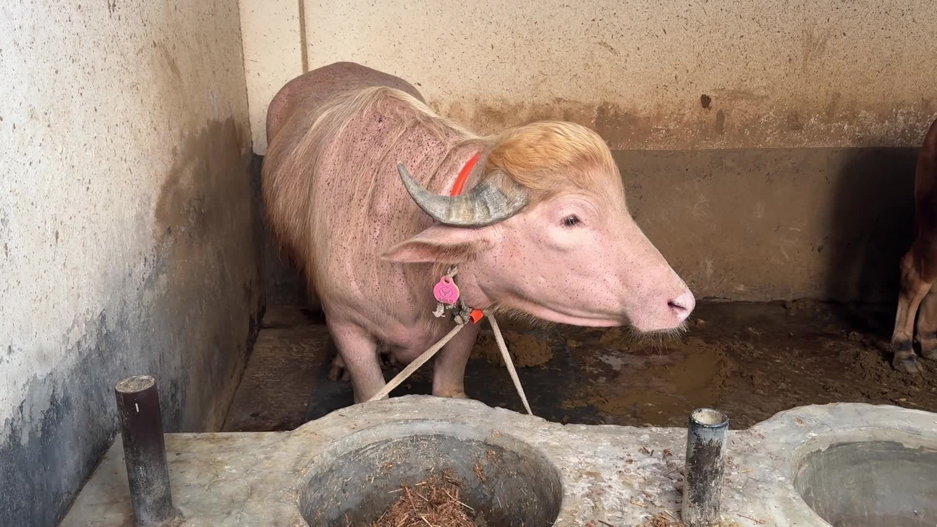 Bangladesh’s famous buffalo named ‘Donald Trump’ set for Eid sacrifice - 05/20/2026