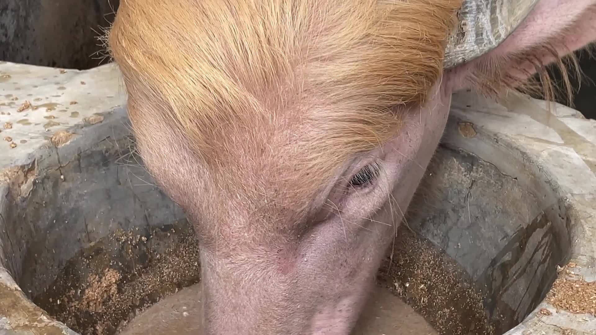 Un raro bufalo albino attira folle prima di Eid al-Adha - 18/05/2026