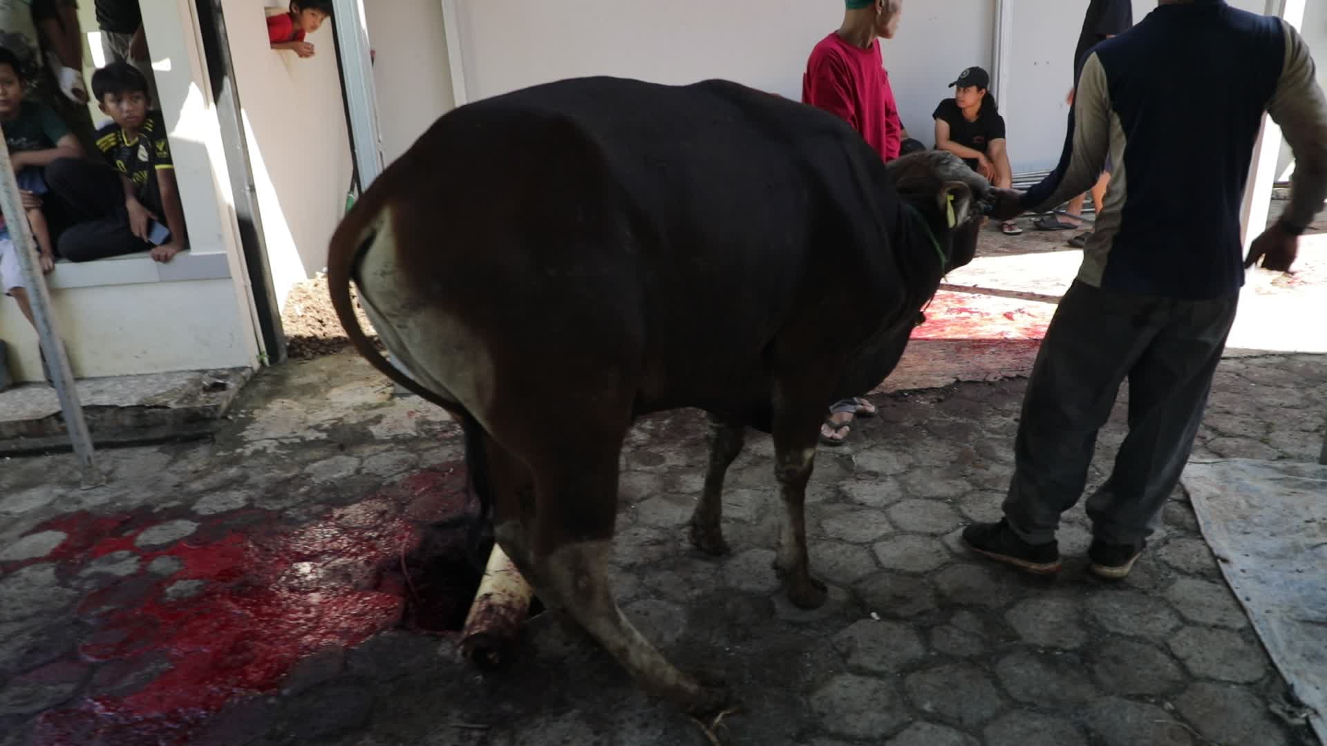 Qurban in Indonesia