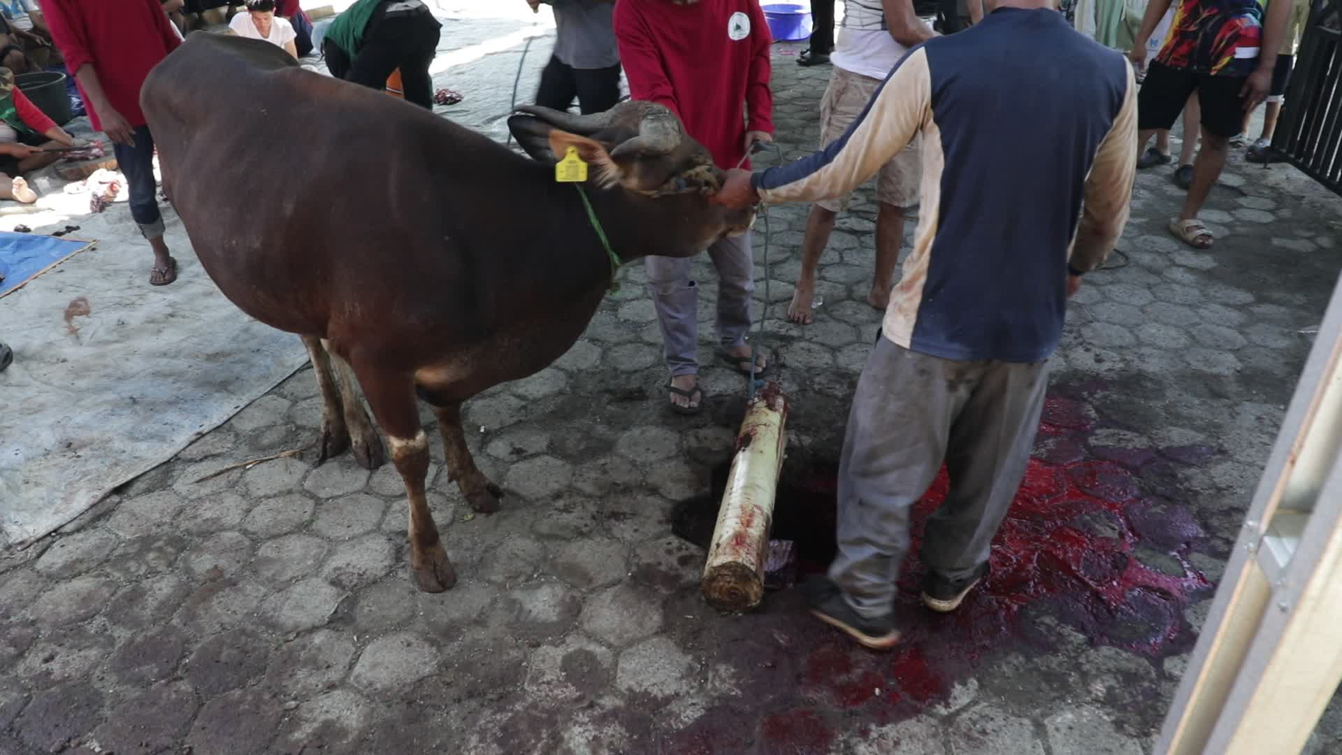 Qurban in Indonesia