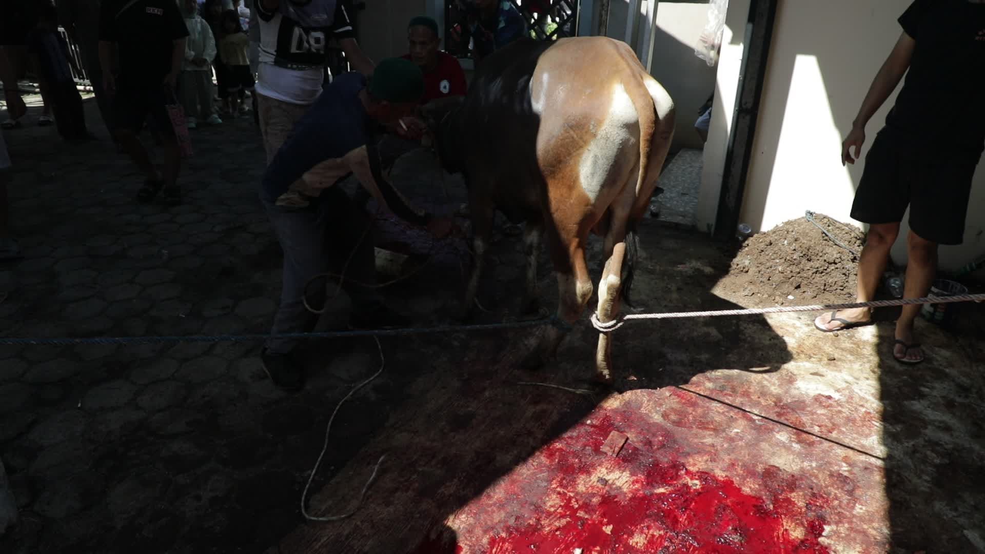 Qurban in Indonesia