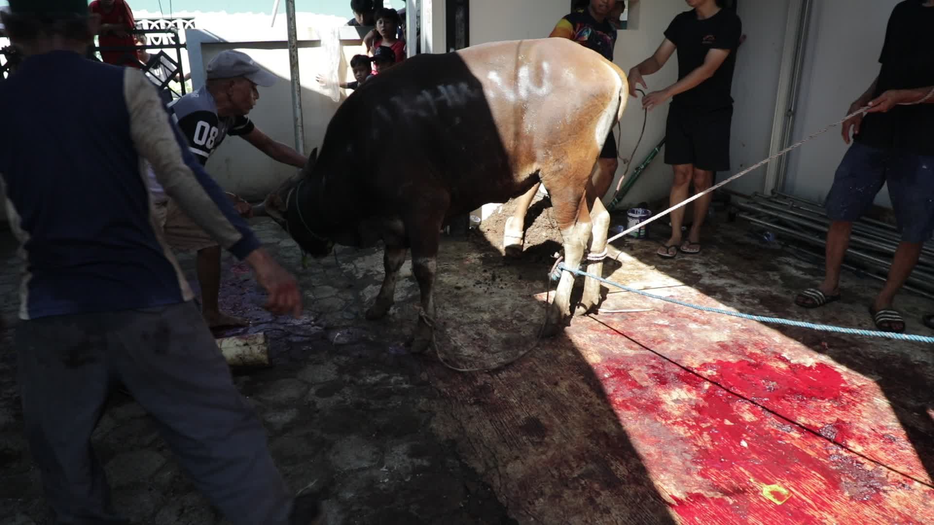 Qurban in Indonesia