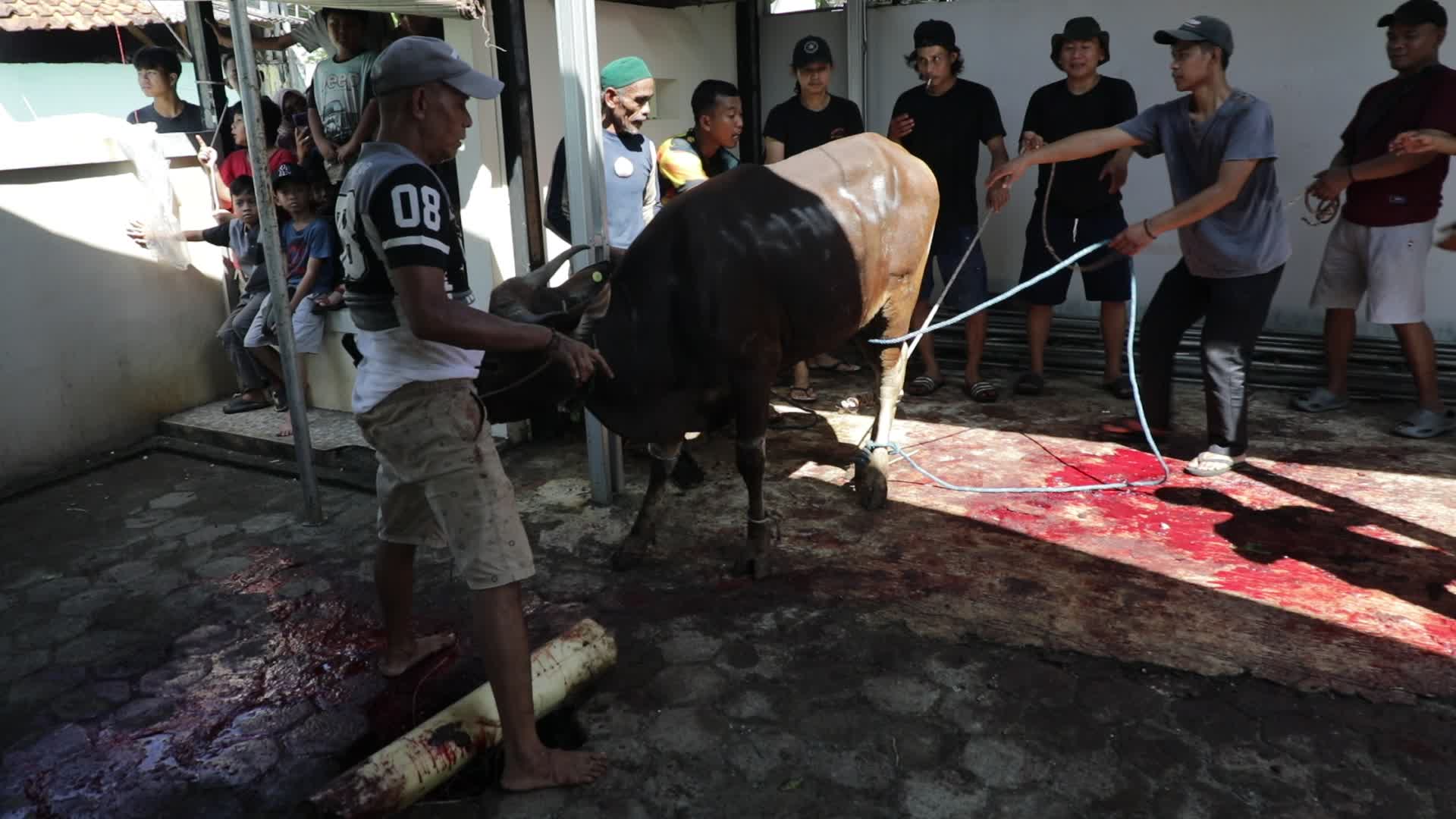 Qurban in Indonesia