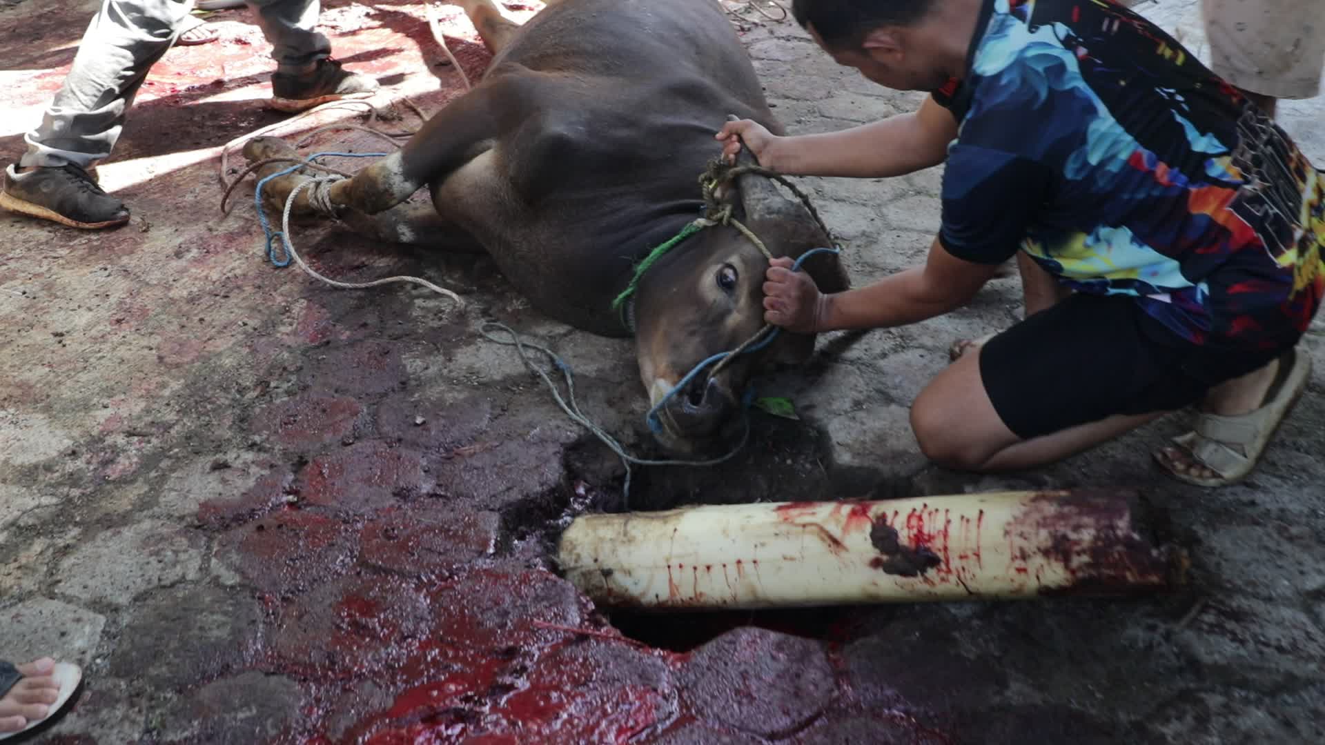 Qurban in Indonesia