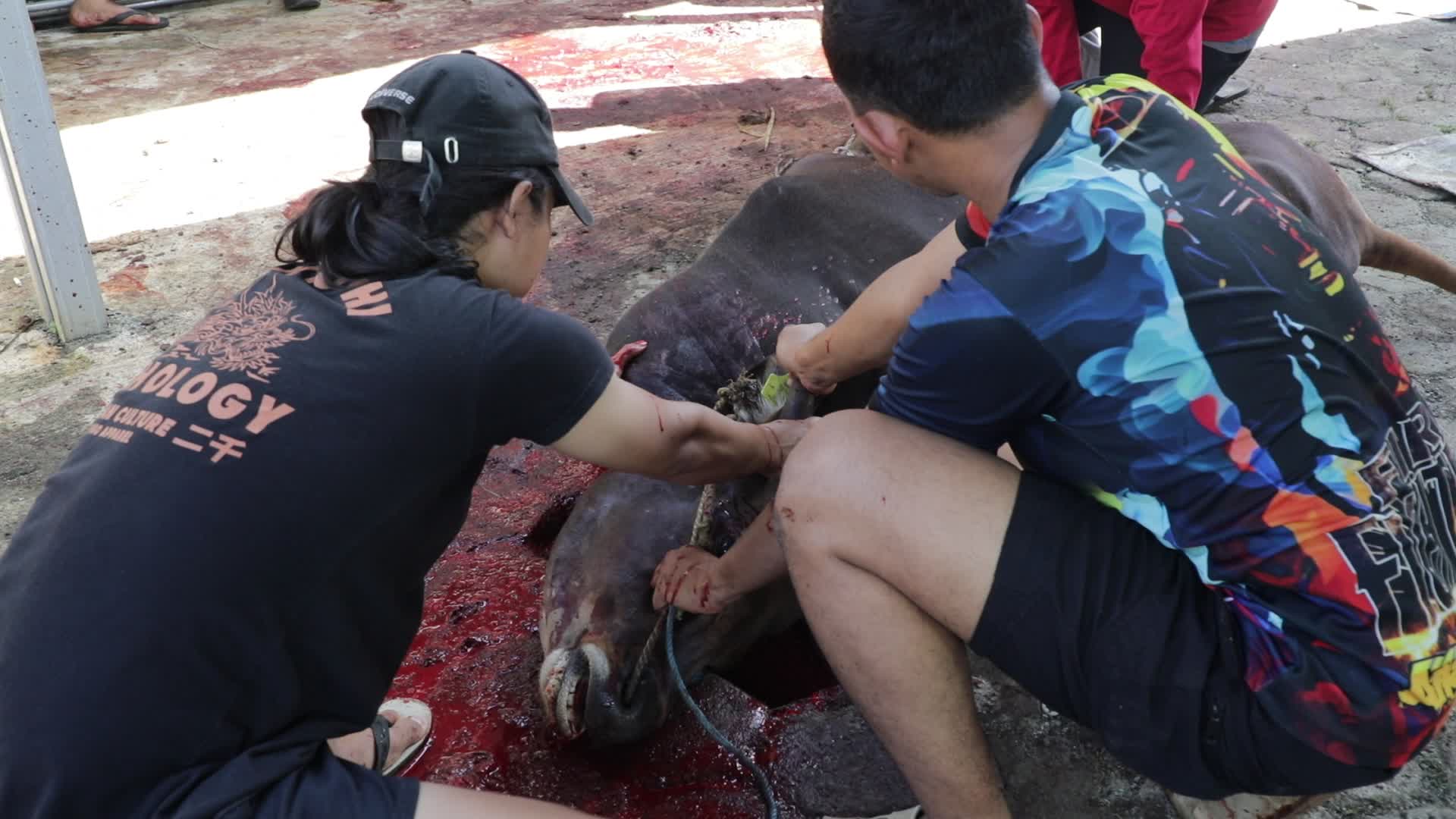 Qurban in Indonesia
