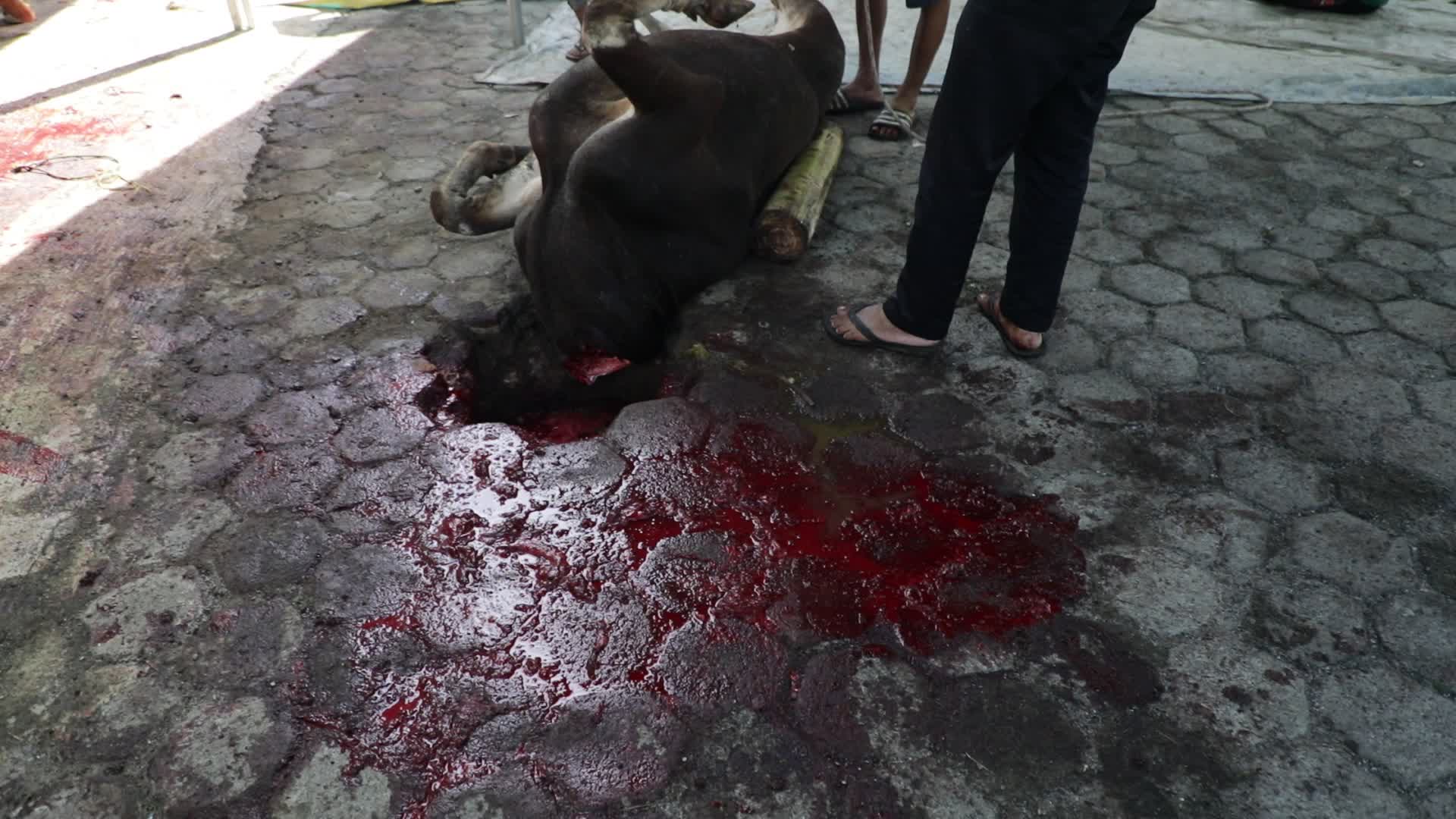 Qurban in Indonesia