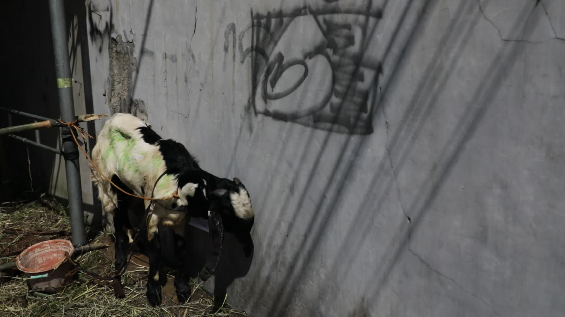 Qurban in Indonesia