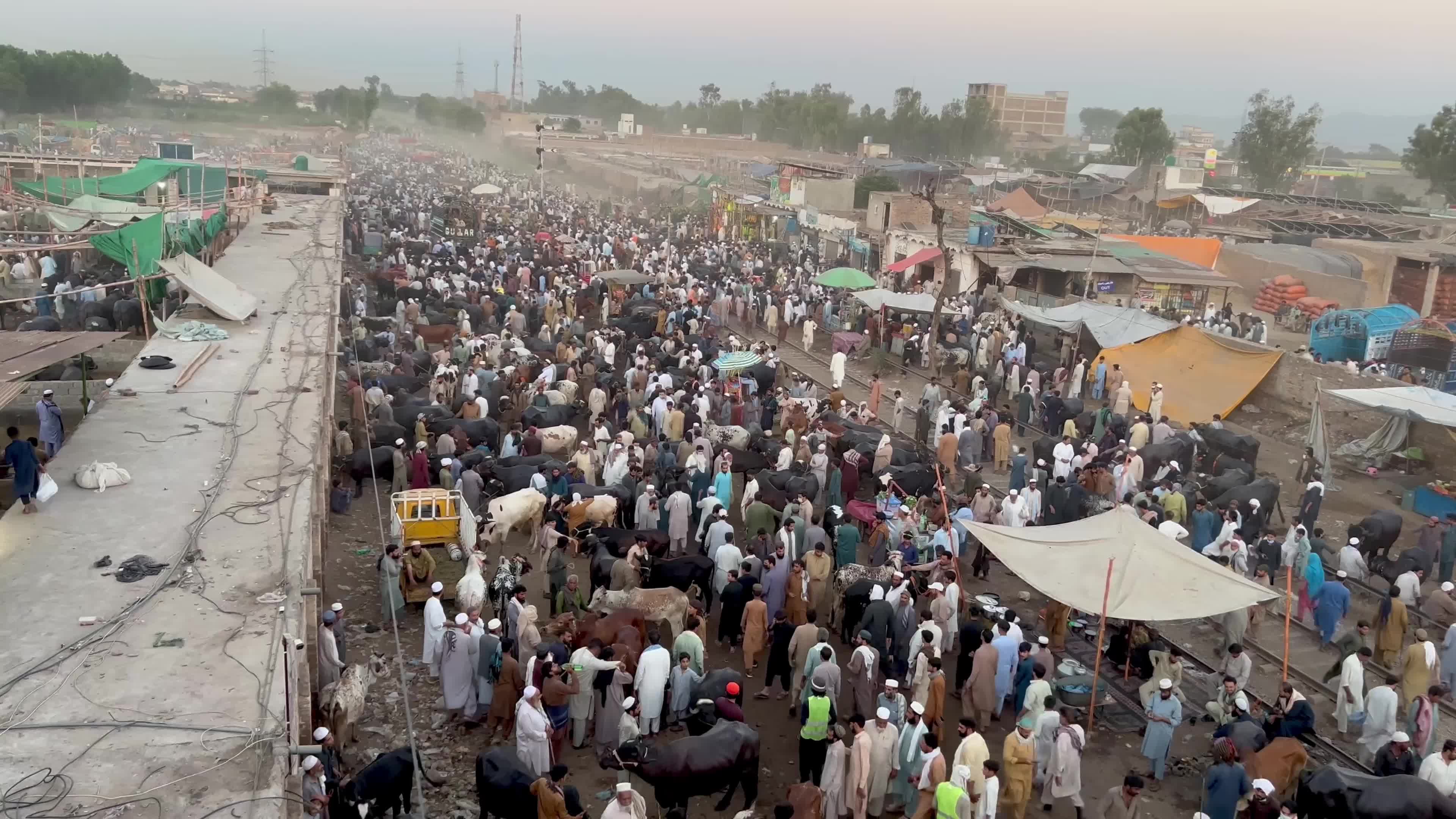 Eid al-Adha preparations at livestock market in Peshawar