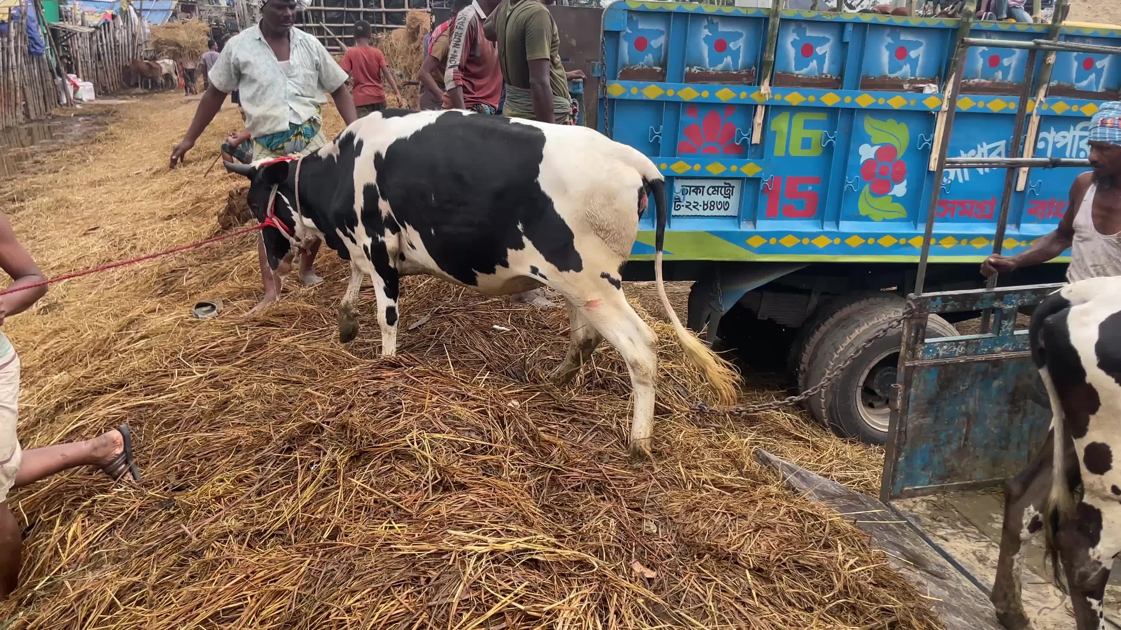 Cattle Market Ahead Of Eid In Dhaka