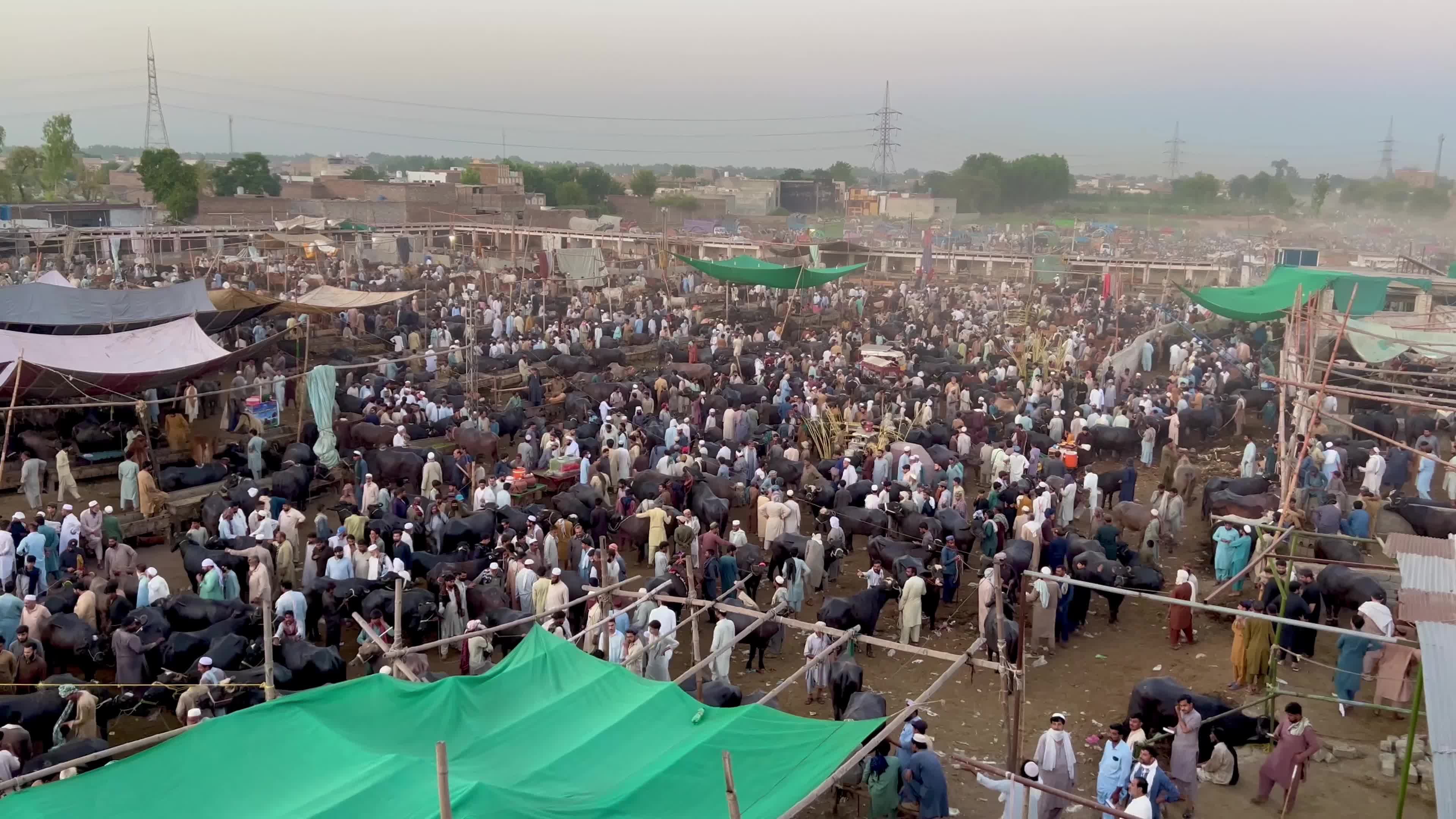 Eid al-Adha preparations at livestock market in Peshawar