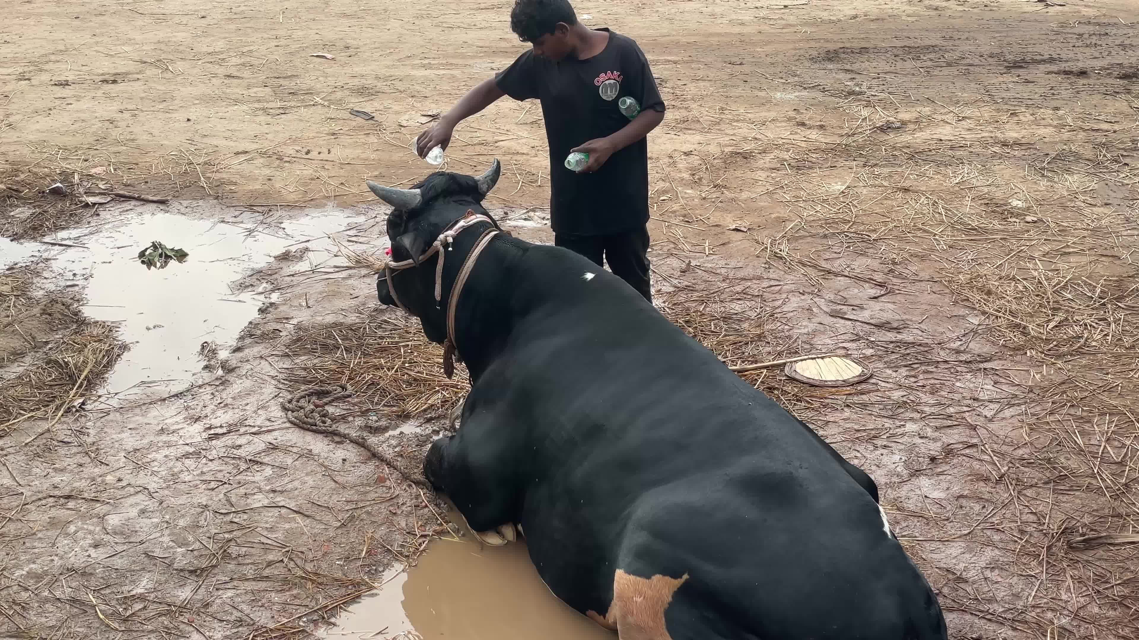 Cattle Market Ahead Of Eid In Dhaka