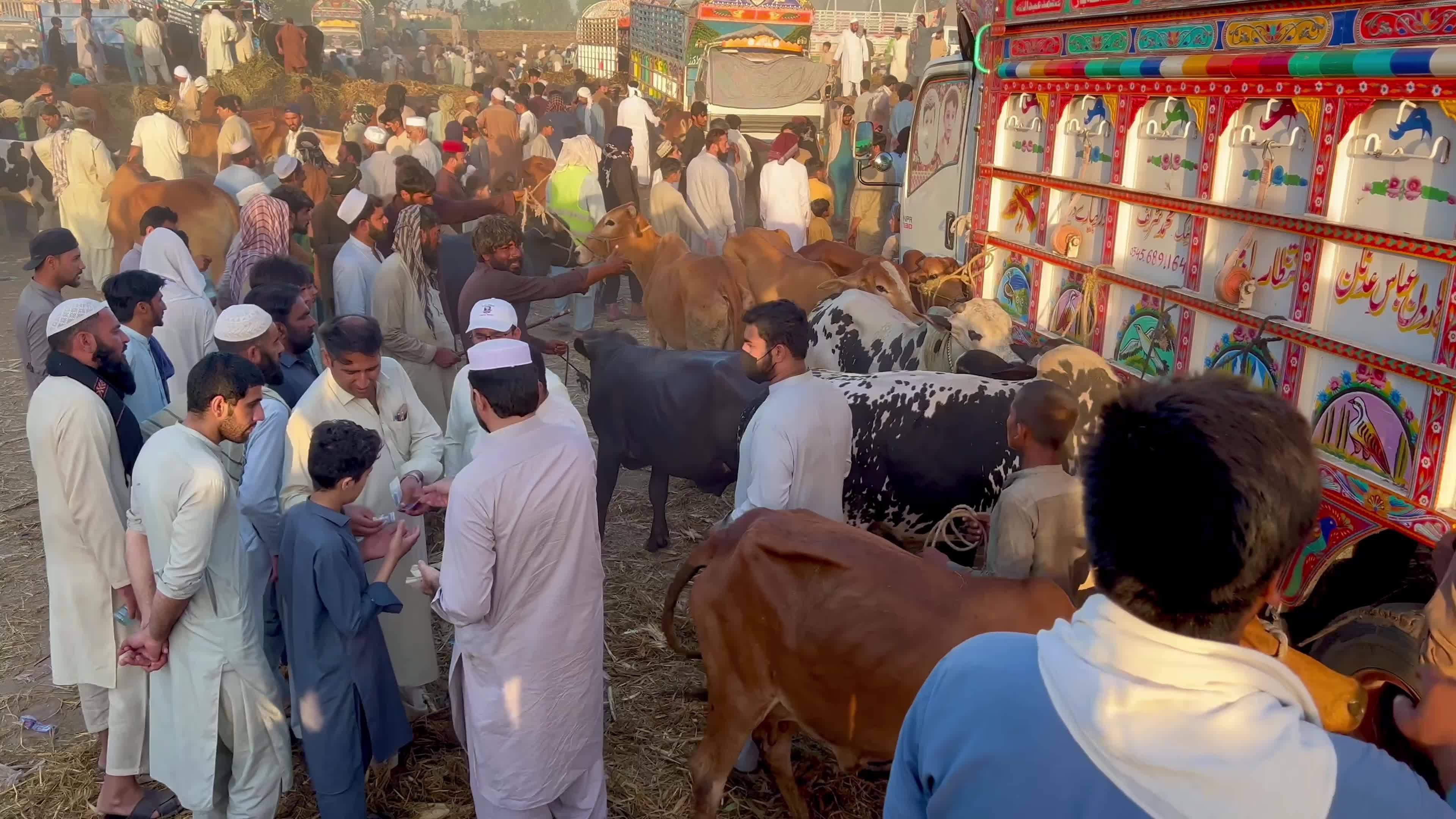 Eid al-Adha preparations at livestock market in Peshawar