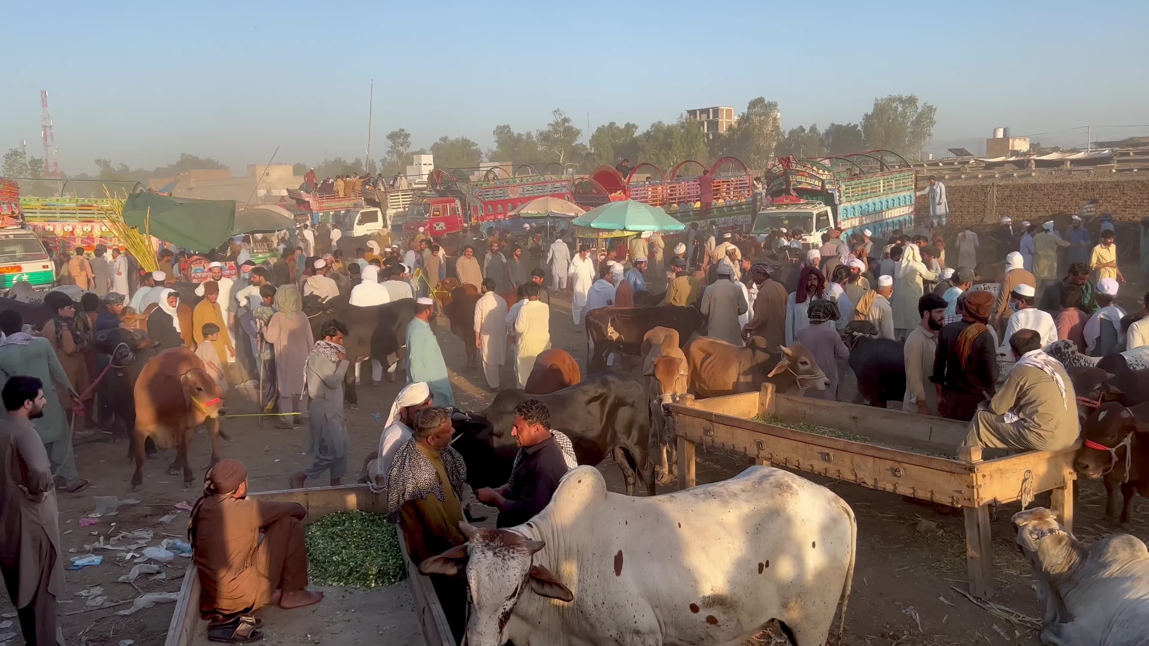 Eid al-Adha preparations at livestock market in Peshawar