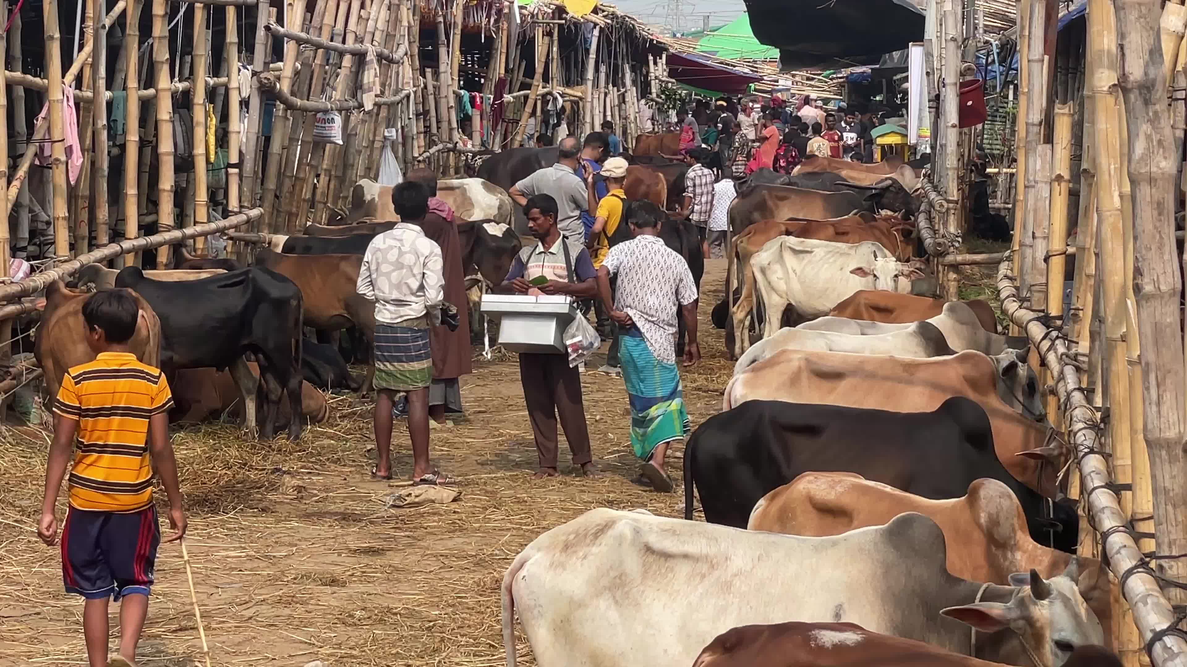 Cattle Market Ahead Of Eid In Dhaka