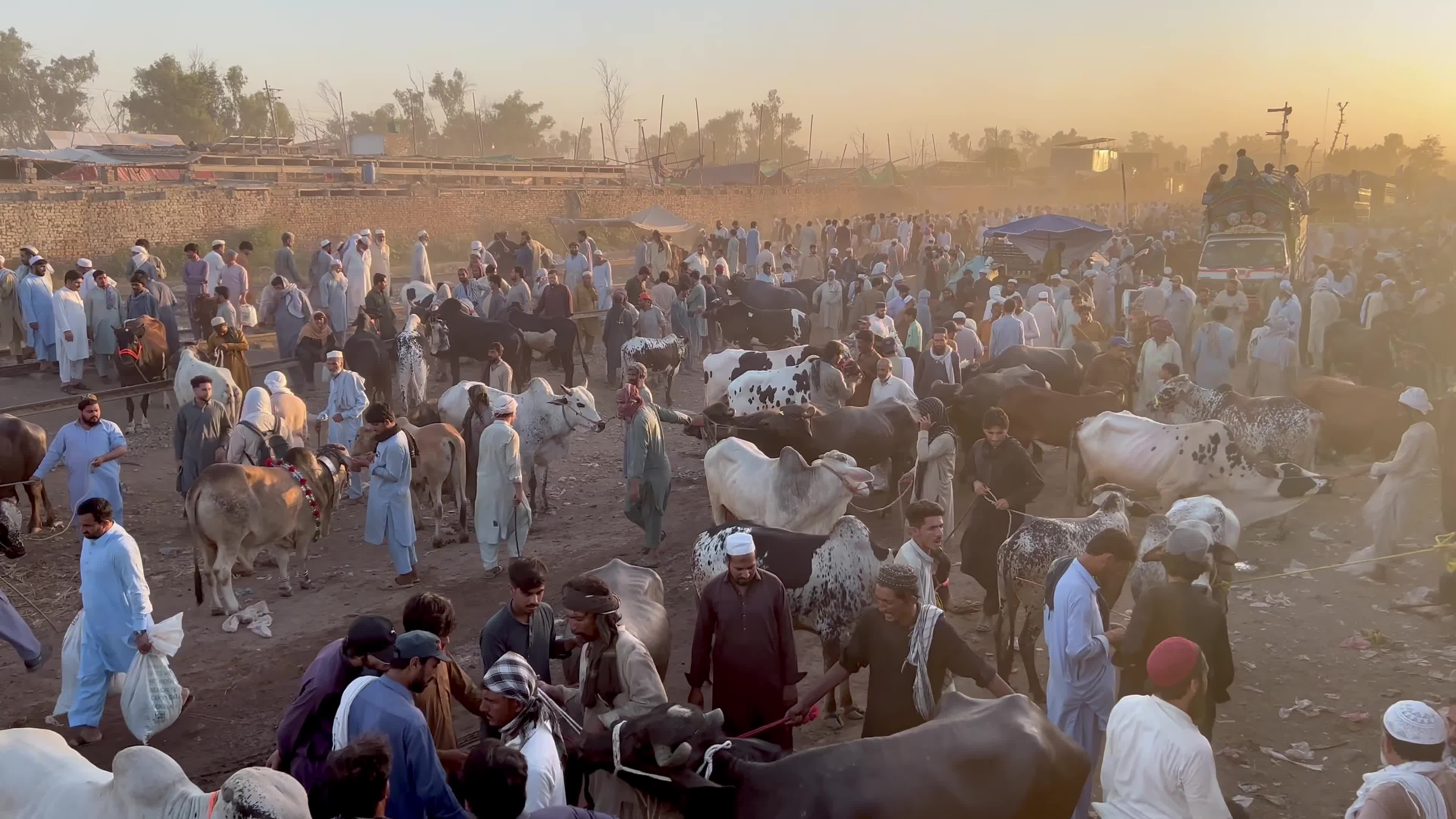 Eid al-Adha preparations at livestock market in Peshawar