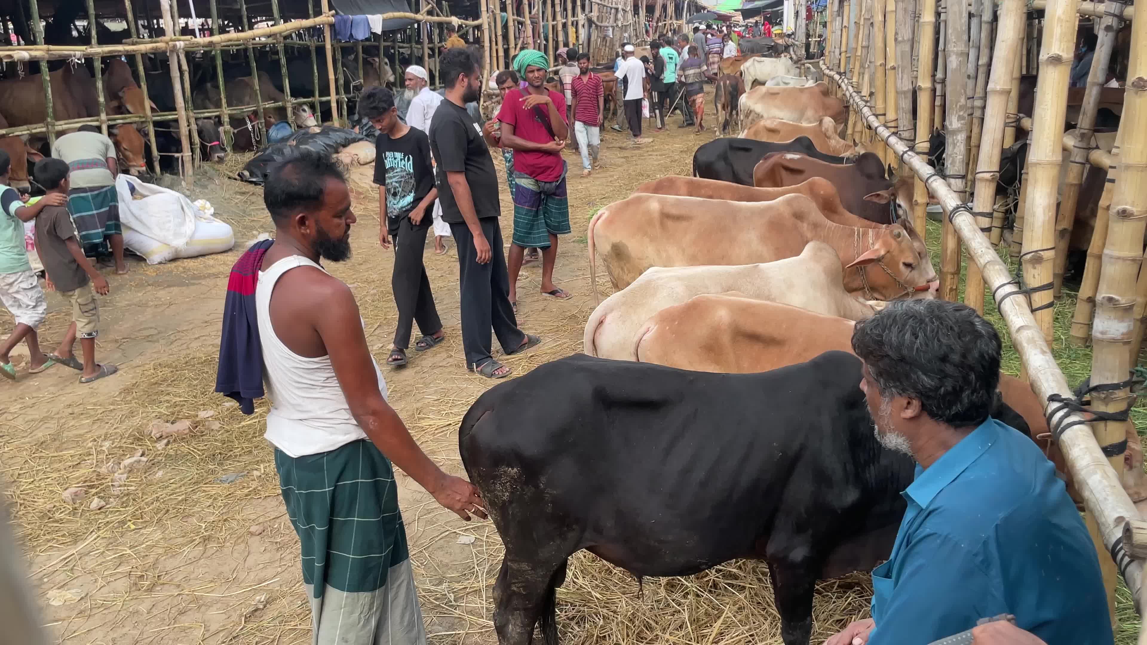 Cattle Market Ahead Of Eid In Dhaka