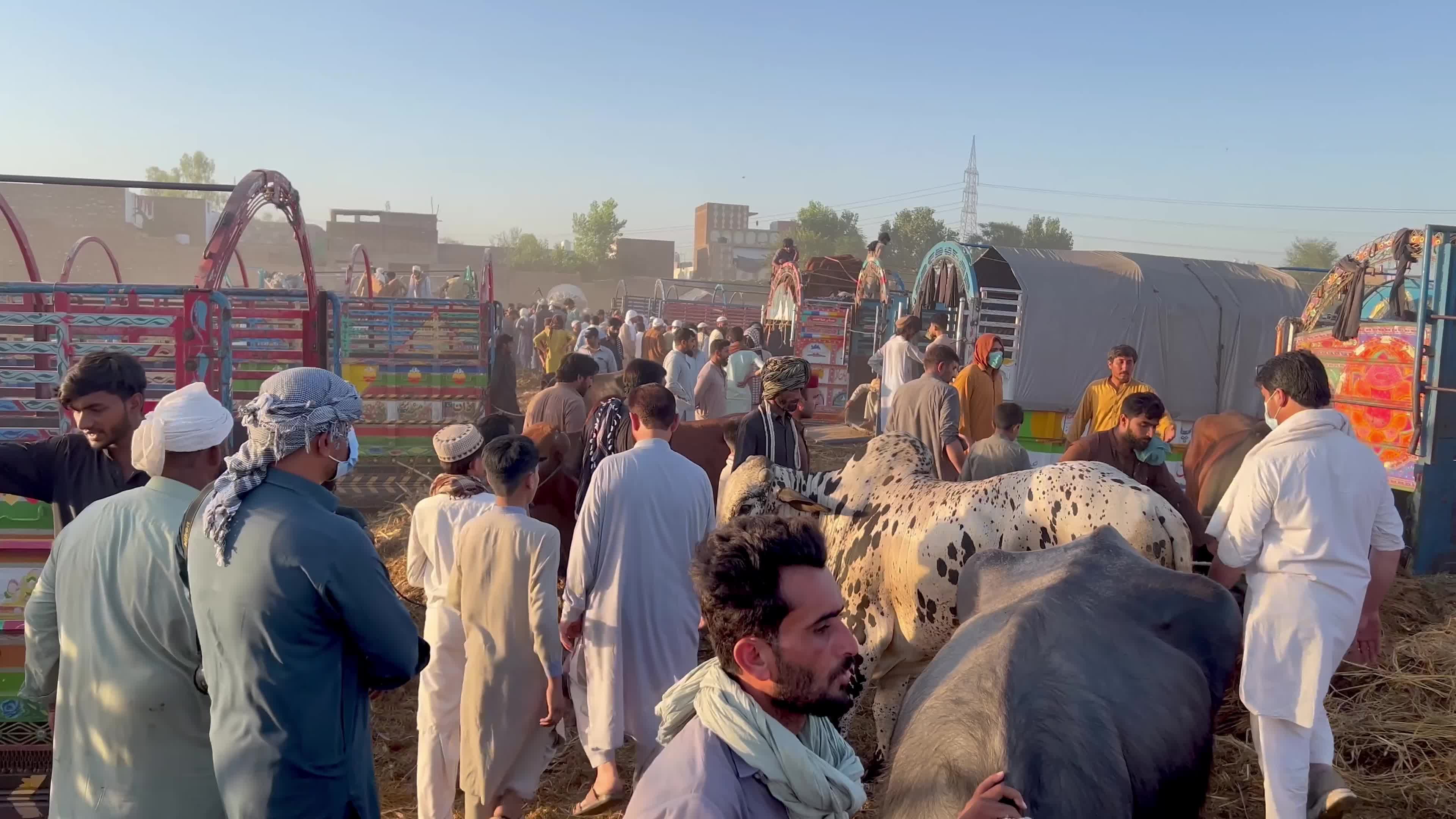 Eid al-Adha preparations at livestock market in Peshawar