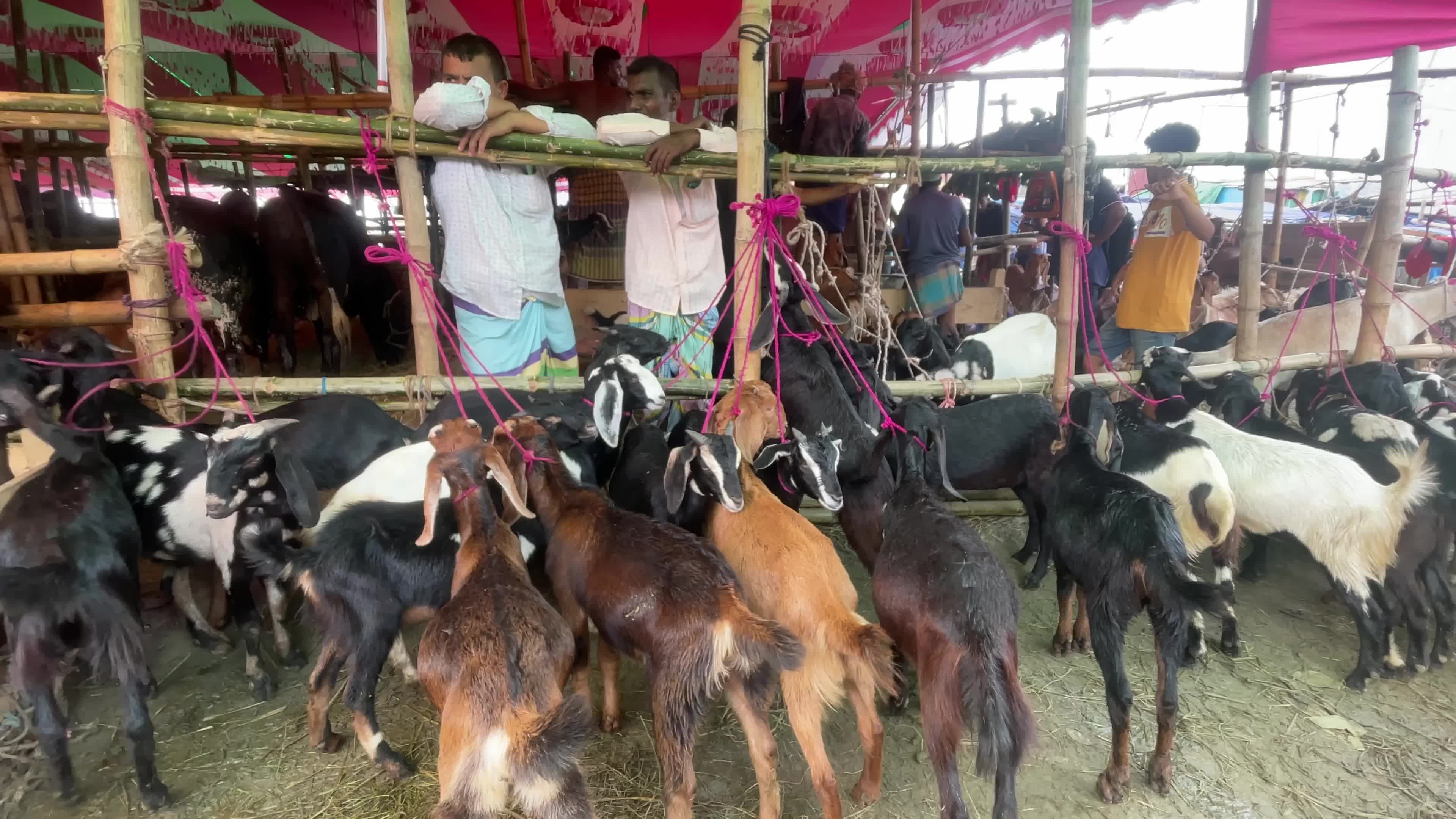 Cattle Market Ahead Of Eid In Dhaka