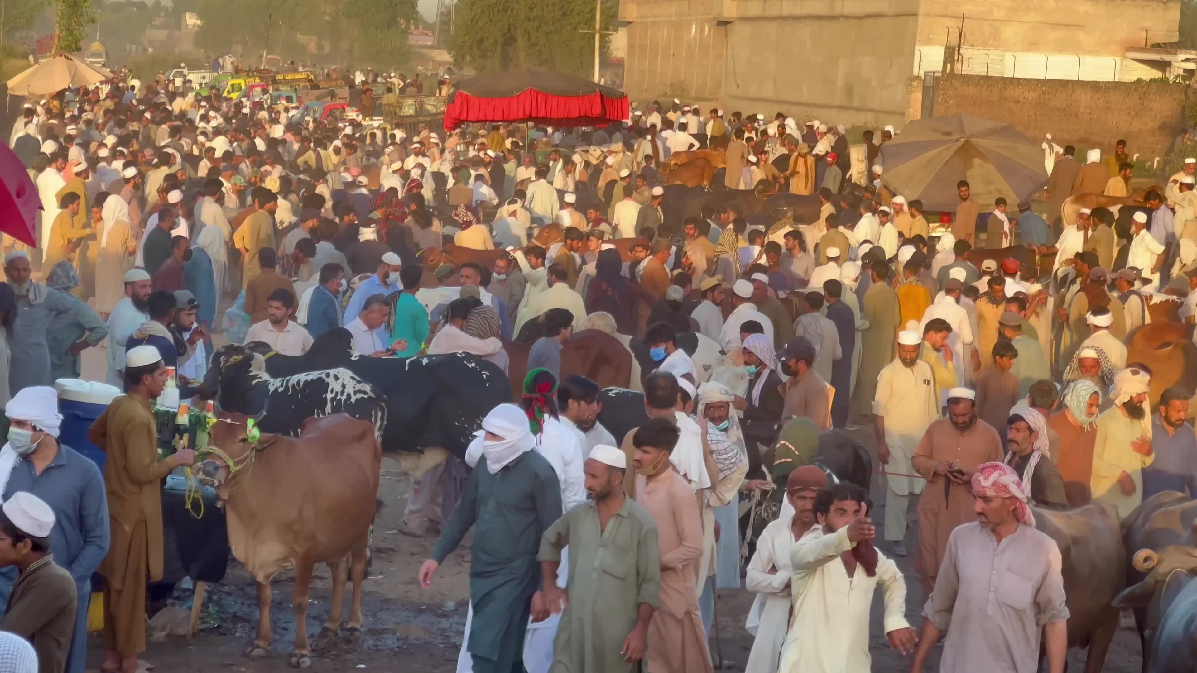 Eid al-Adha preparations at livestock market in Peshawar