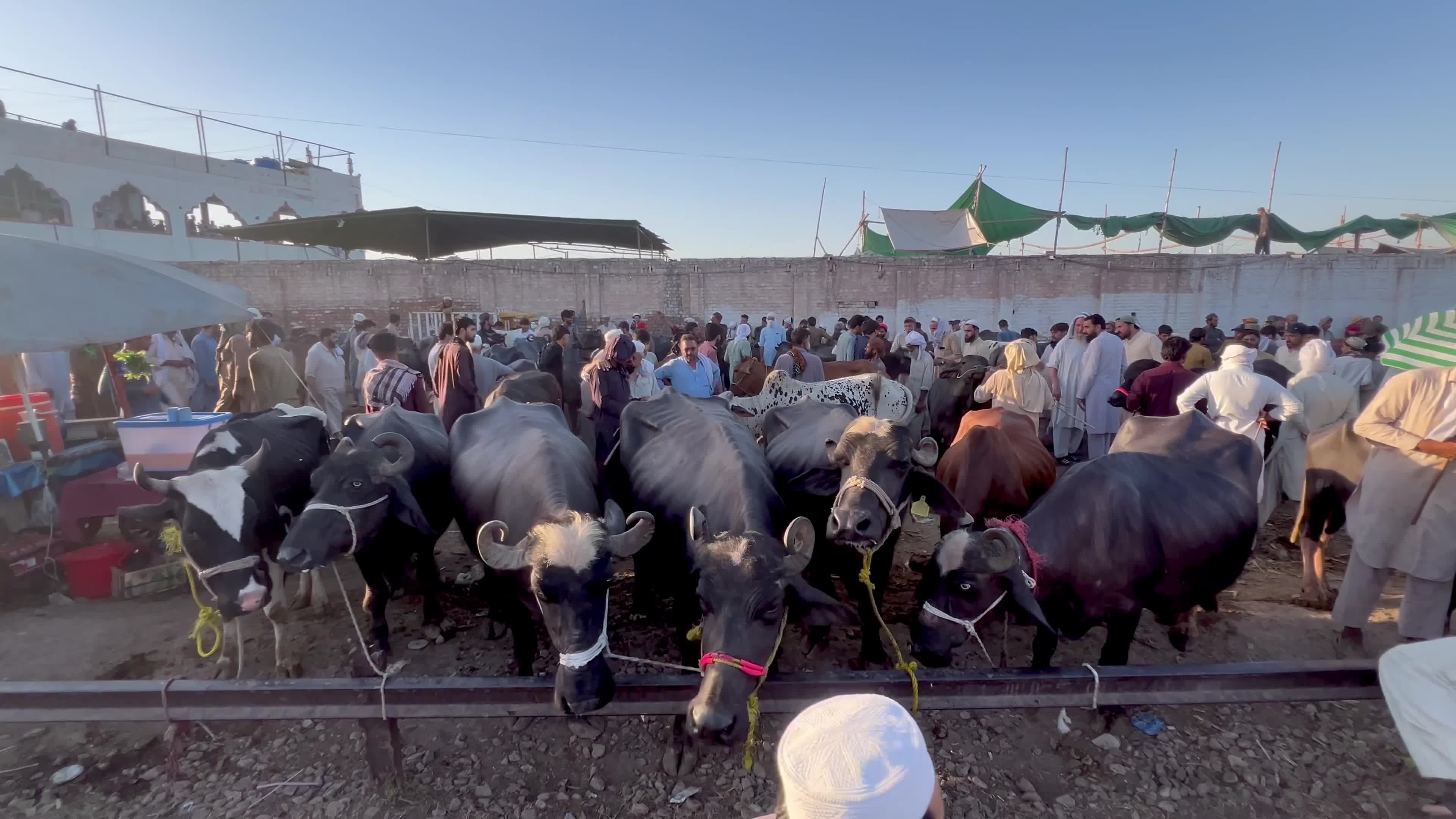 Eid al-Adha preparations at livestock market in Peshawar