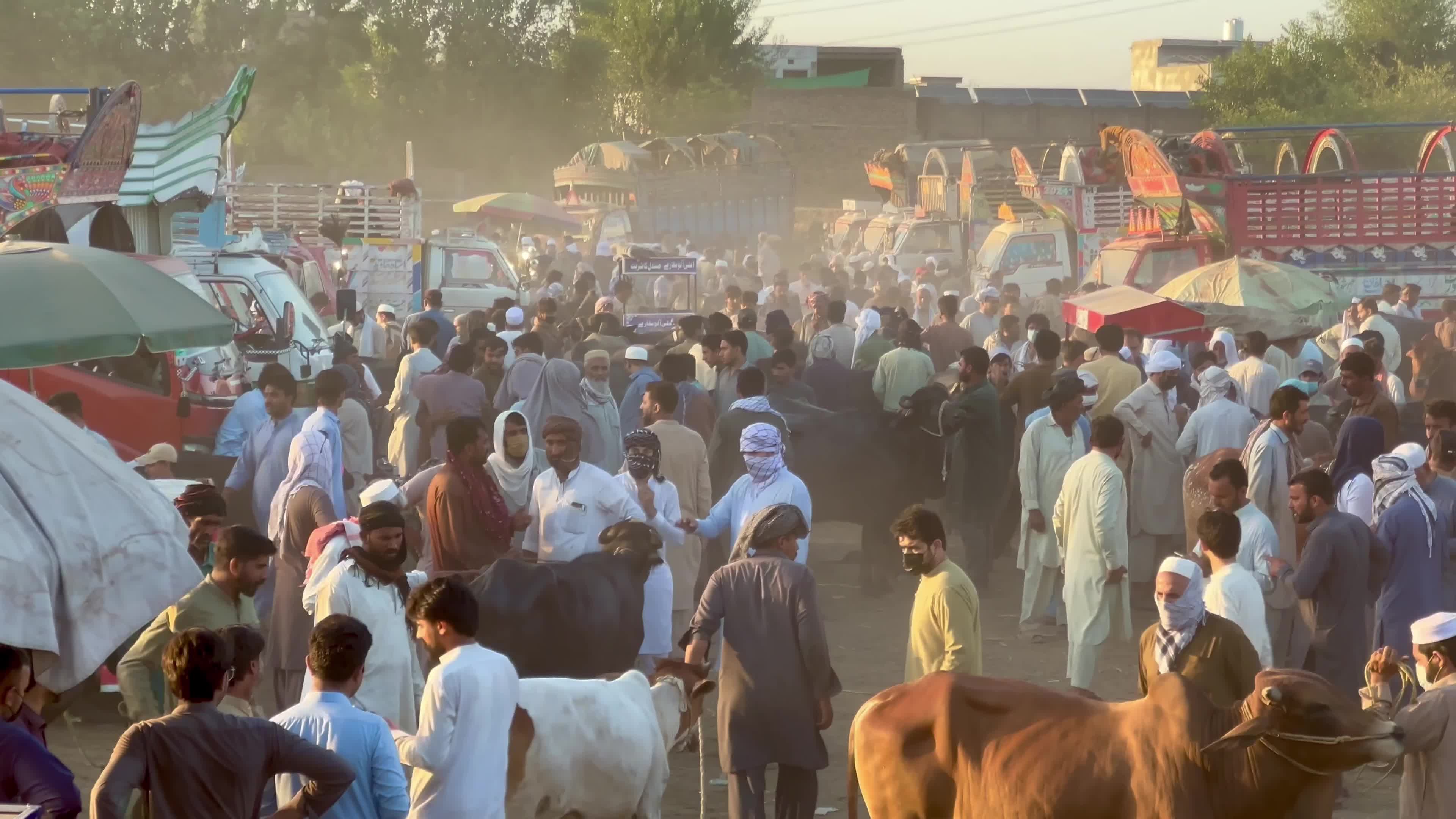 Eid al-Adha preparations at livestock market in Peshawar