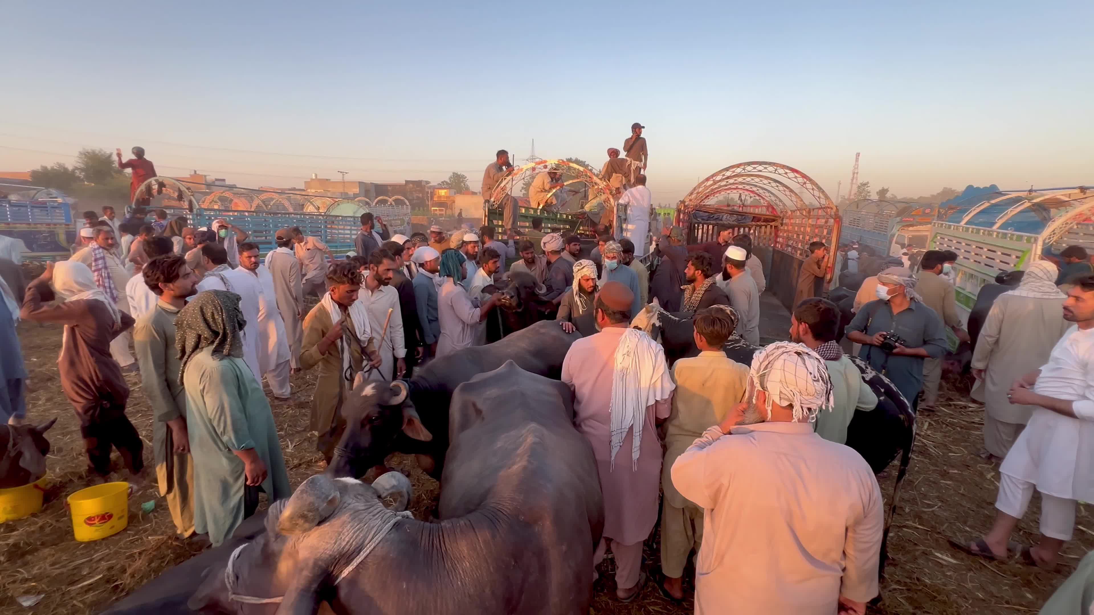 Eid al-Adha preparations at livestock market in Peshawar
