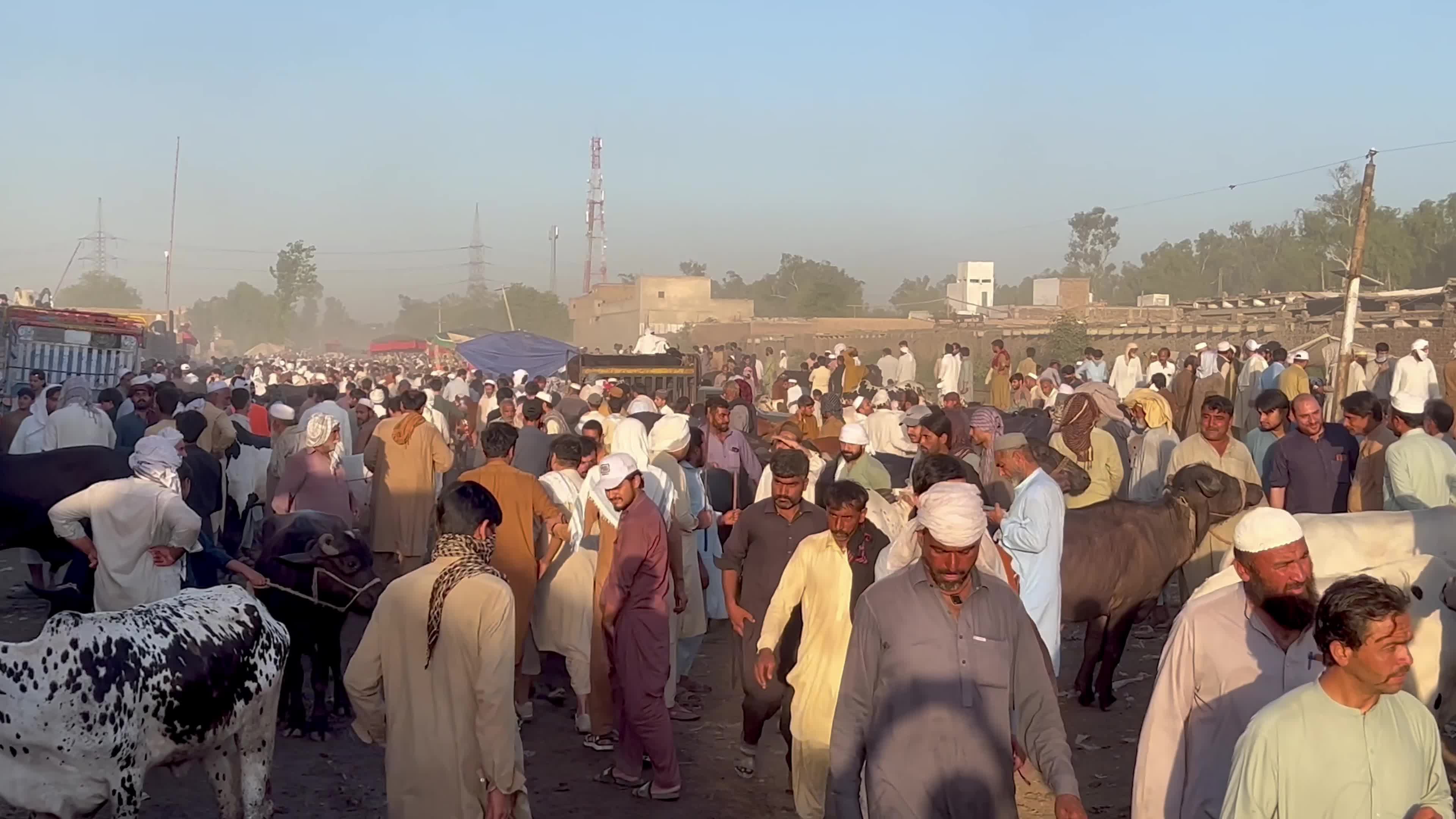 Eid al-Adha preparations at livestock market in Peshawar