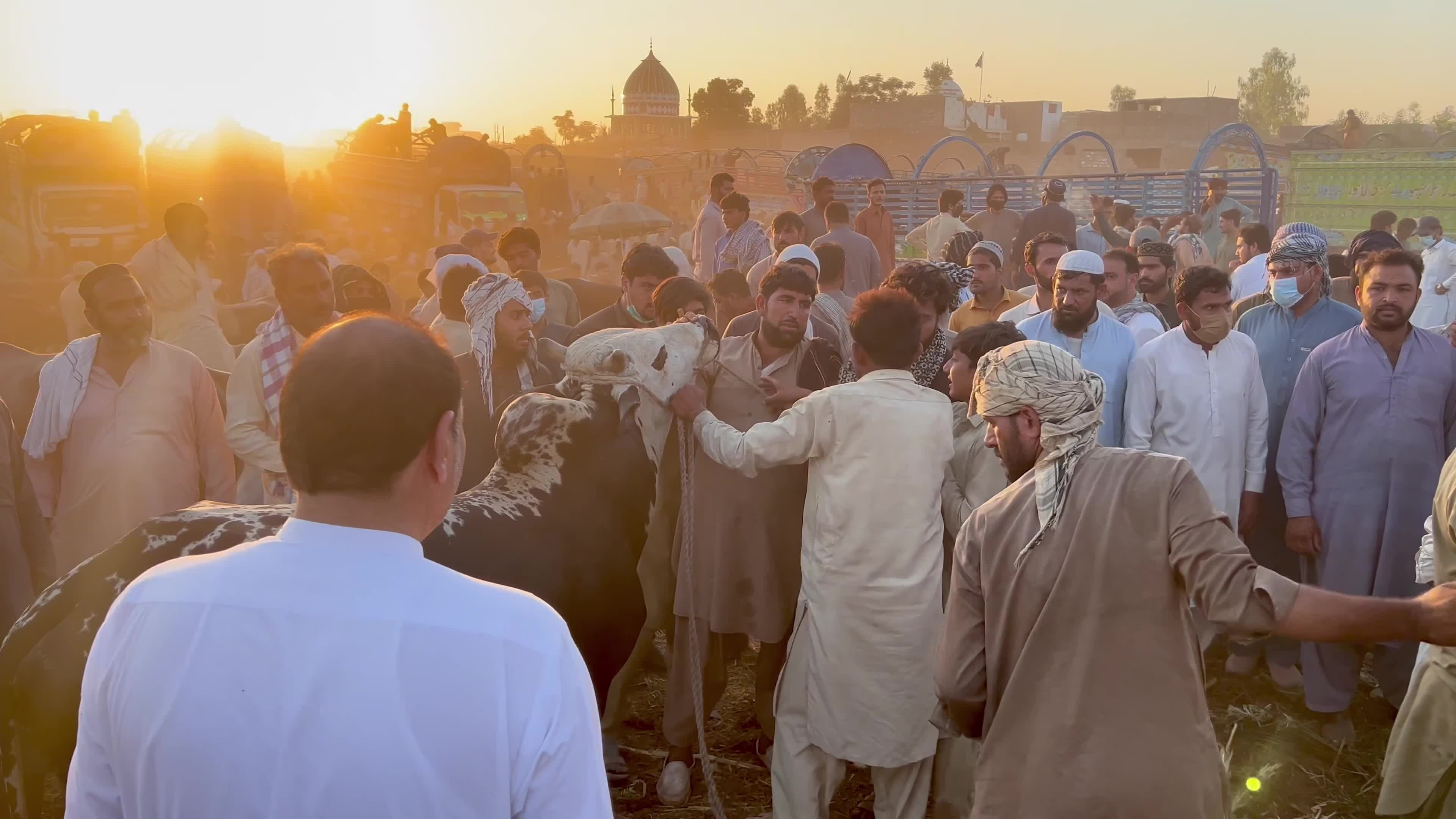 Eid al-Adha preparations at livestock market in Peshawar