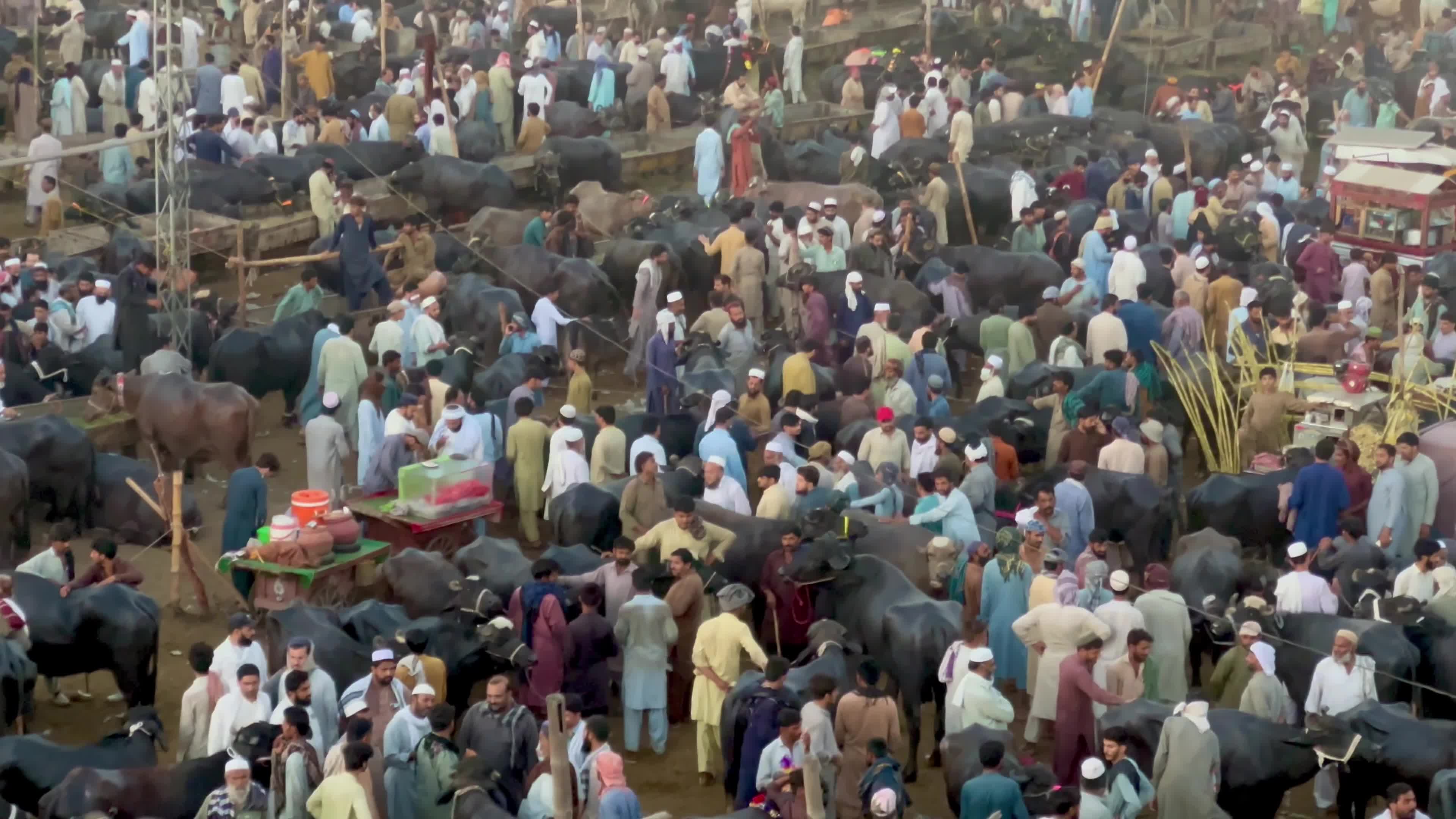 Eid al-Adha preparations at livestock market in Peshawar
