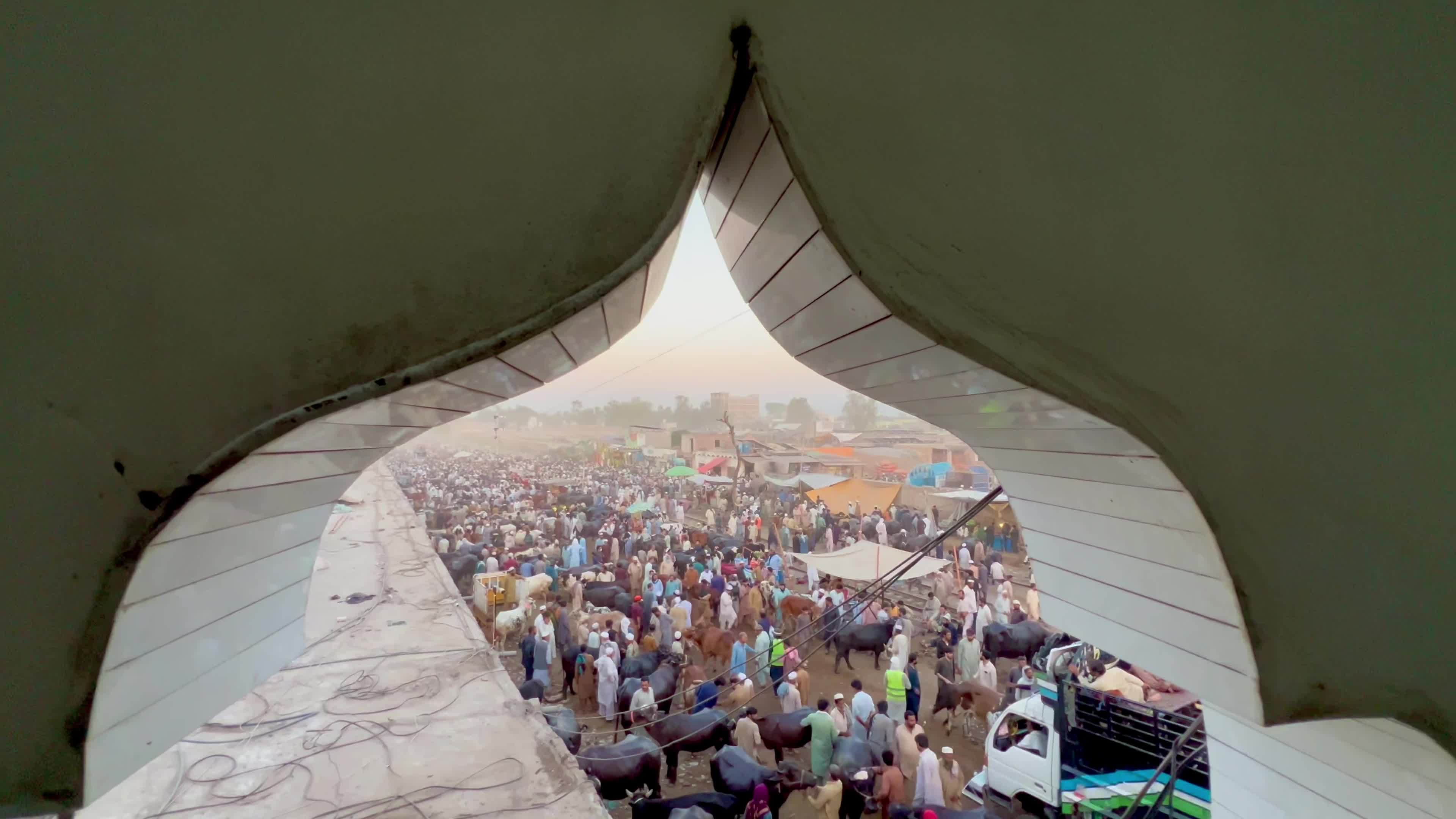 Eid al-Adha preparations at livestock market in Peshawar